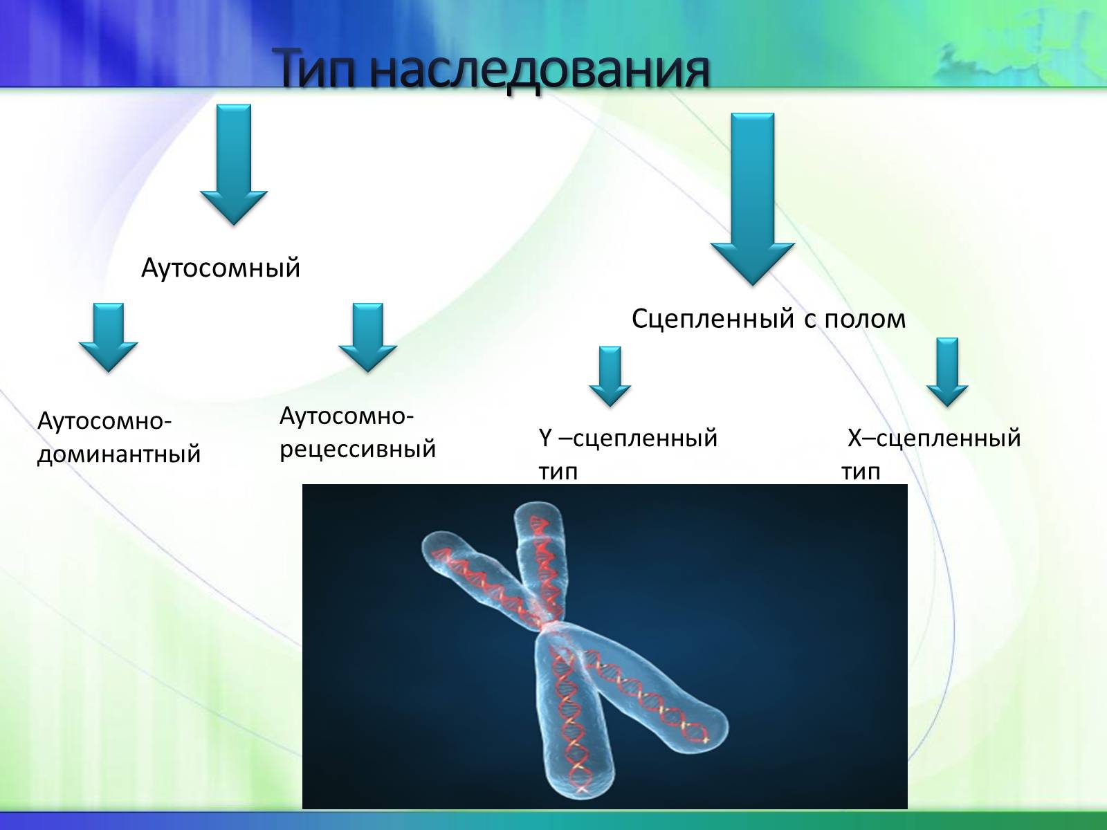 Презентація на тему «Генетика» (варіант 5) - Слайд #19 Презентація на тему «Генетика» (варіант 5) - Слайд #19