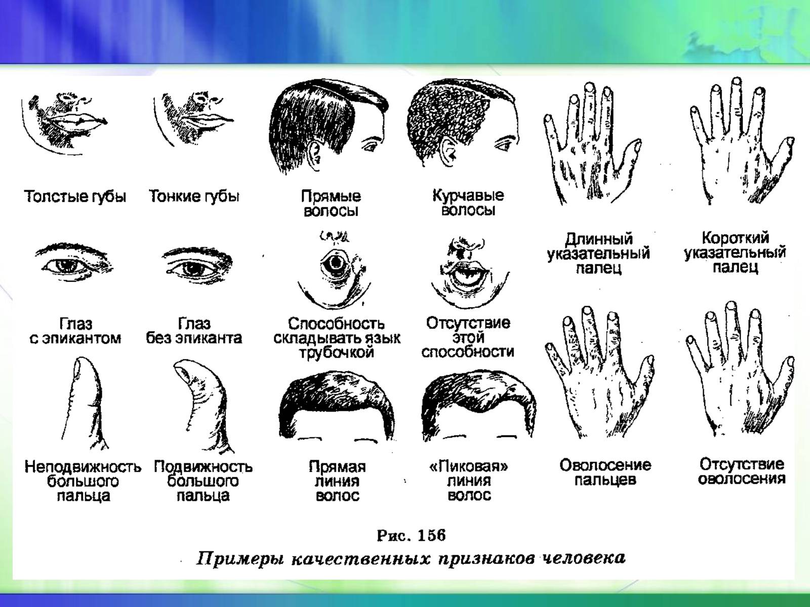 Презентація на тему «Генетика» (варіант 5) - Слайд #20 Презентація на тему «Генетика» (варіант 5) - Слайд #20