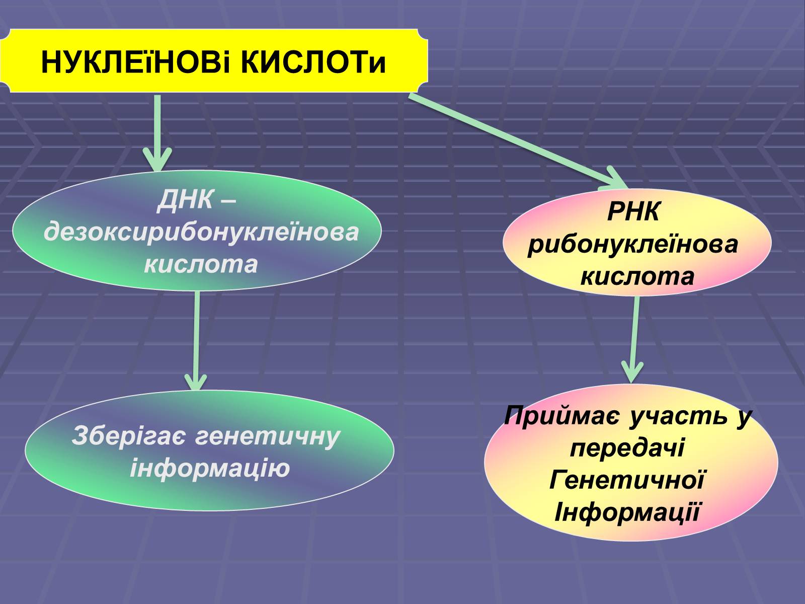 Презентація на тему «Нуклеїнові кислоти» (варіант 4) - Слайд #7 Презентація на тему «Нуклеїнові кислоти» (варіант 4) - Слайд #7