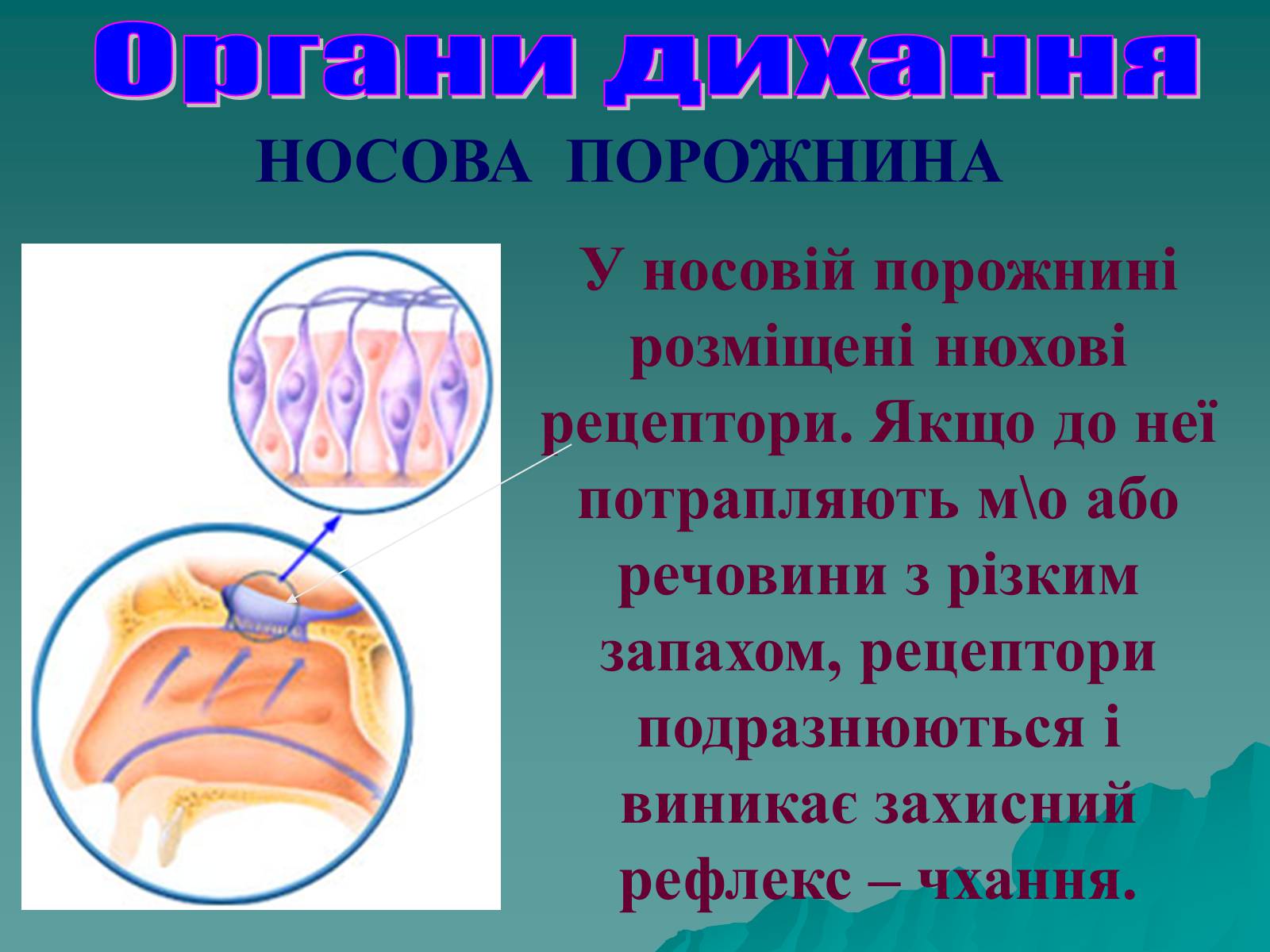 Презентація на тему «Дихання» (варіант 3) - Слайд #14 Презентація на тему «Дихання» (варіант 3) - Слайд #14