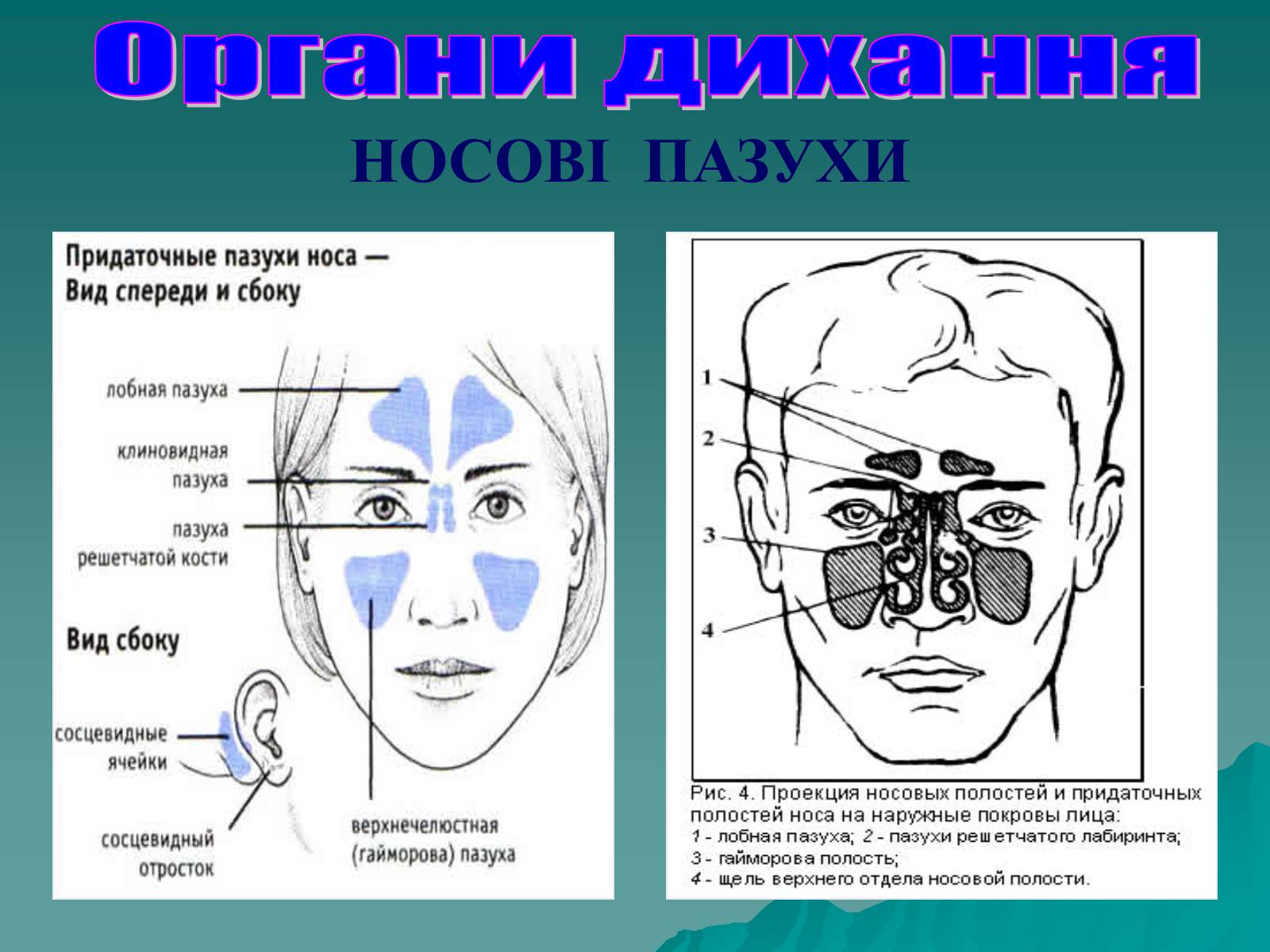 Презентація на тему «Дихання» (варіант 3) - Слайд #15 Презентація на тему «Дихання» (варіант 3) - Слайд #15