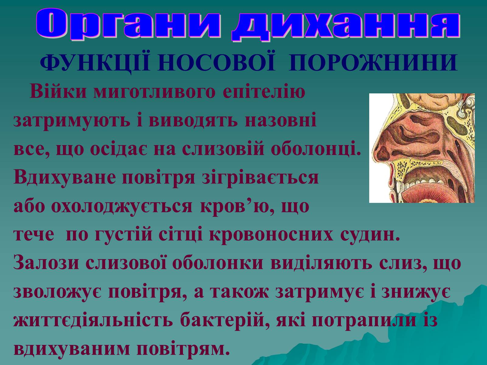 Презентація на тему «Дихання» (варіант 3) - Слайд #16 Презентація на тему «Дихання» (варіант 3) - Слайд #16