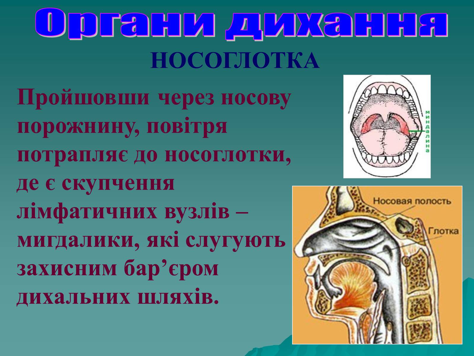 Презентація на тему «Дихання» (варіант 3) - Слайд #17 Презентація на тему «Дихання» (варіант 3) - Слайд #17