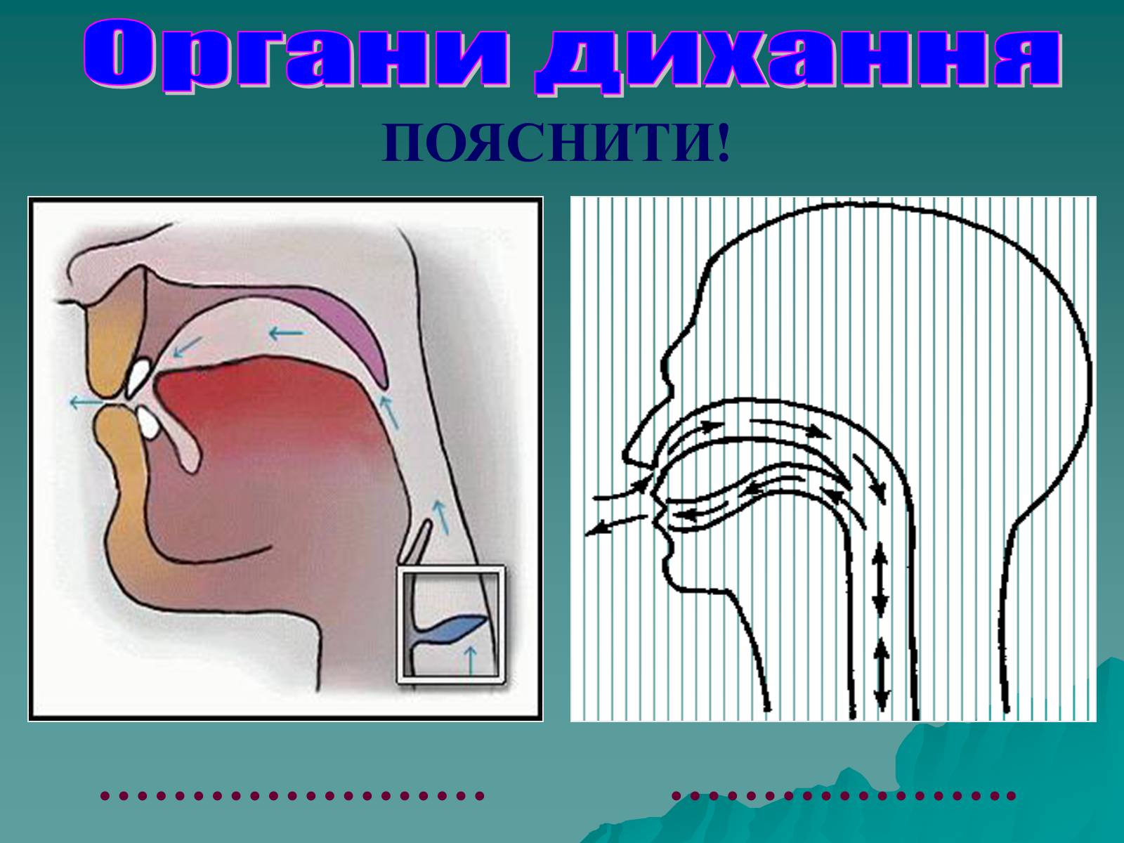 Презентація на тему «Дихання» (варіант 3) - Слайд #18 Презентація на тему «Дихання» (варіант 3) - Слайд #18
