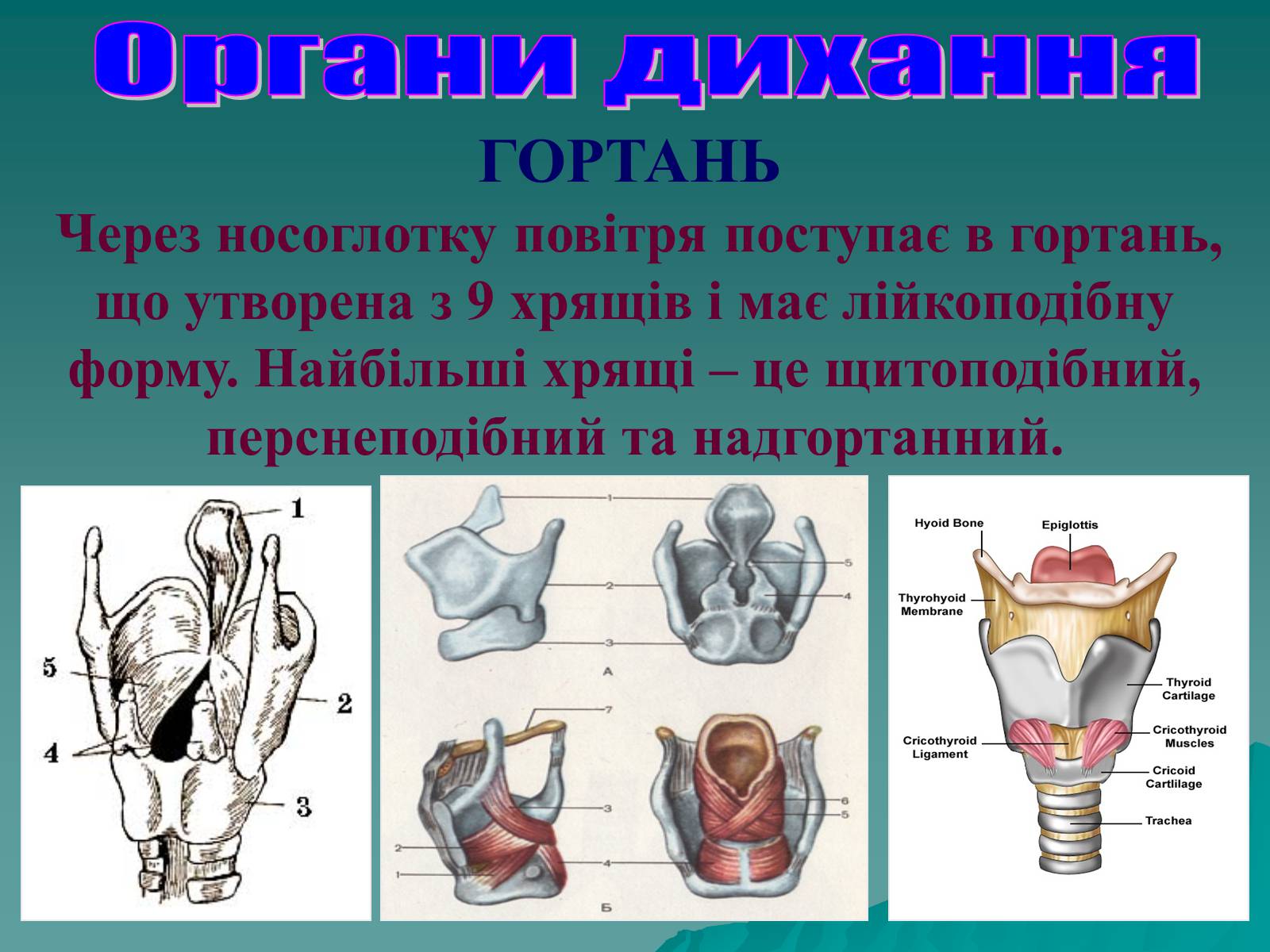 Презентація на тему «Дихання» (варіант 3) - Слайд #19 Презентація на тему «Дихання» (варіант 3) - Слайд #19