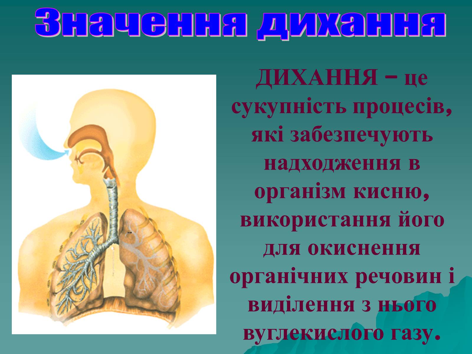 Презентація на тему «Дихання» (варіант 3) - Слайд #2 Презентація на тему «Дихання» (варіант 3) - Слайд #2