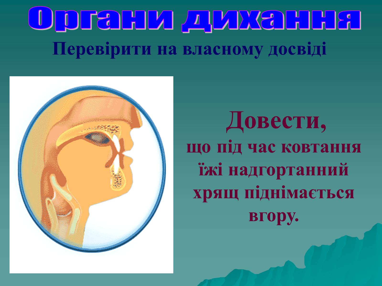 Презентація на тему «Дихання» (варіант 3) - Слайд #23 Презентація на тему «Дихання» (варіант 3) - Слайд #23