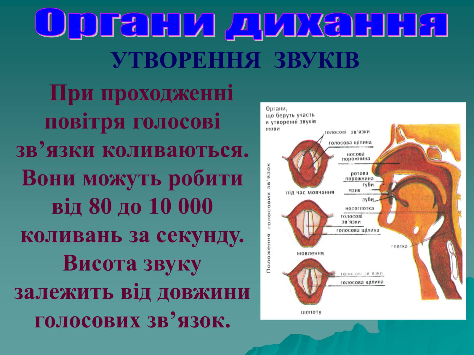 Презентація на тему «Дихання» (варіант 3) - Слайд #26 Презентація на тему «Дихання» (варіант 3) - Слайд #26