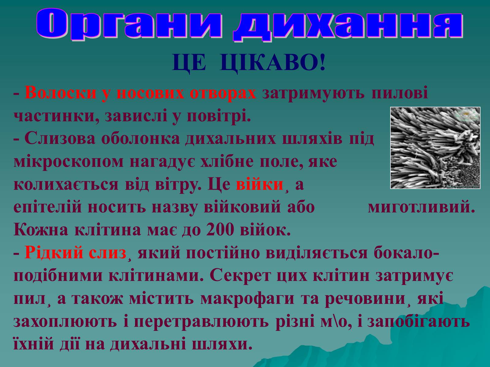 Презентація на тему «Дихання» (варіант 3) - Слайд #30 Презентація на тему «Дихання» (варіант 3) - Слайд #30