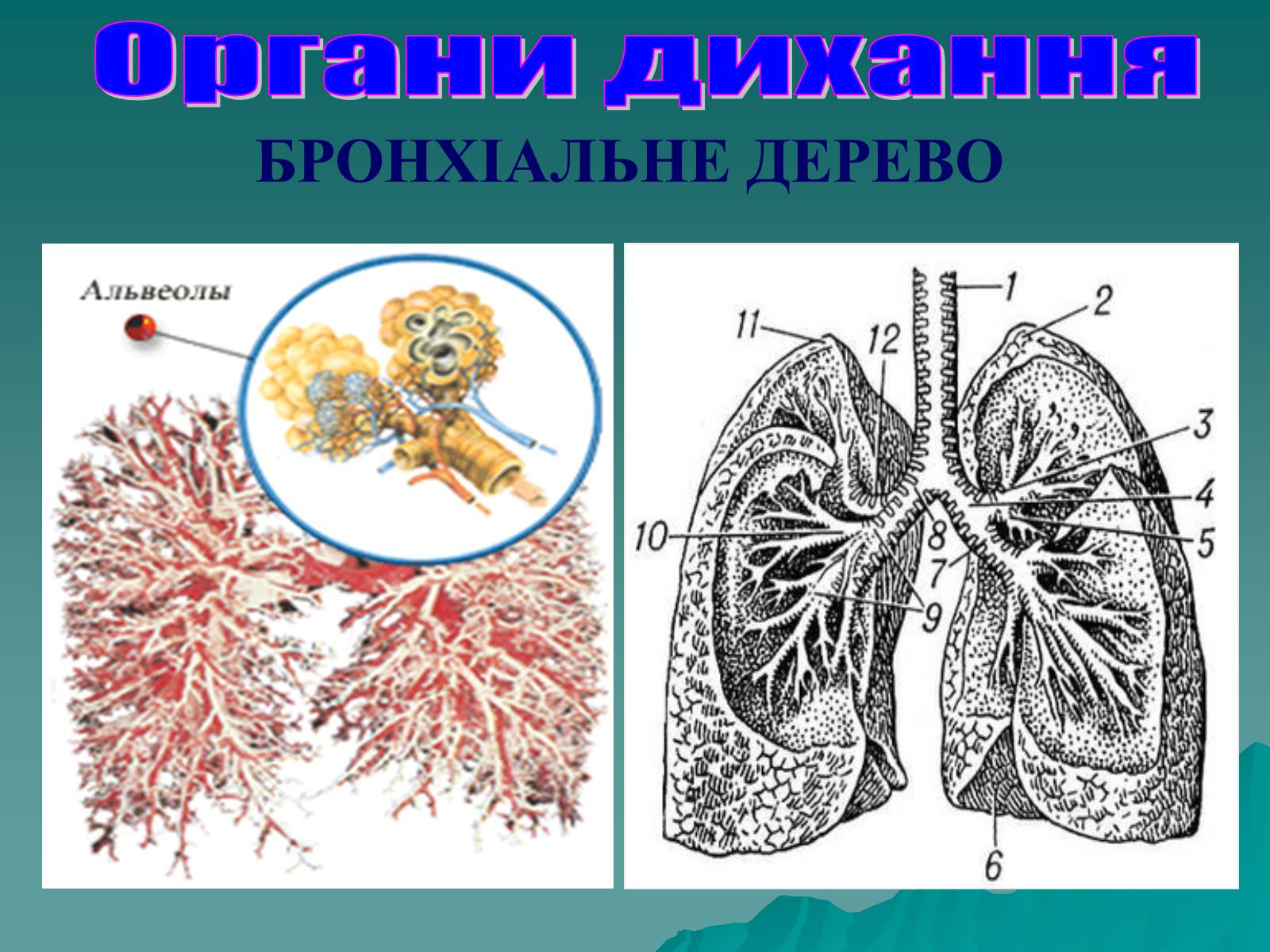Презентація на тему «Дихання» (варіант 3) - Слайд #33 Презентація на тему «Дихання» (варіант 3) - Слайд #33
