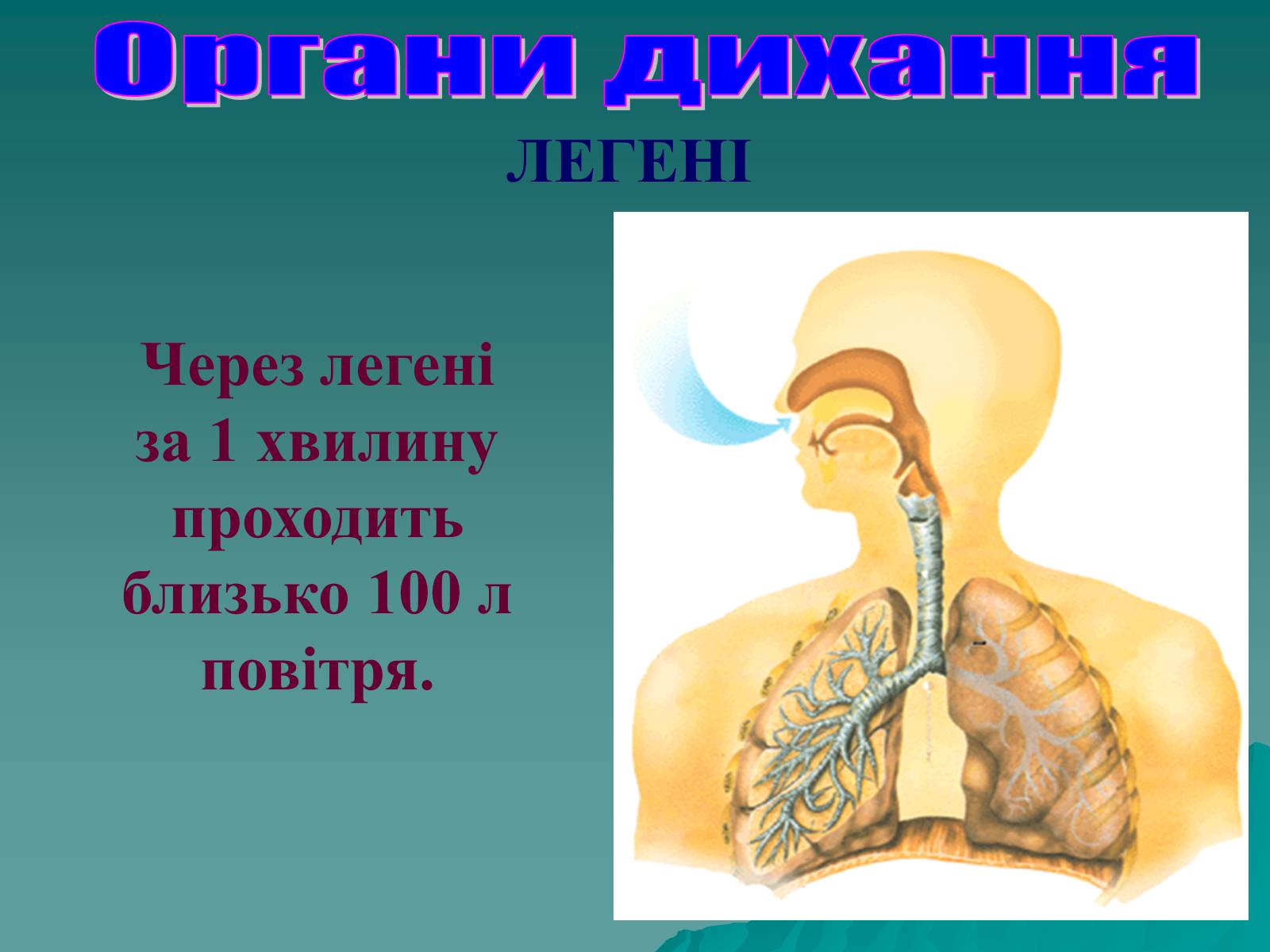 Презентація на тему «Дихання» (варіант 3) - Слайд #36 Презентація на тему «Дихання» (варіант 3) - Слайд #36