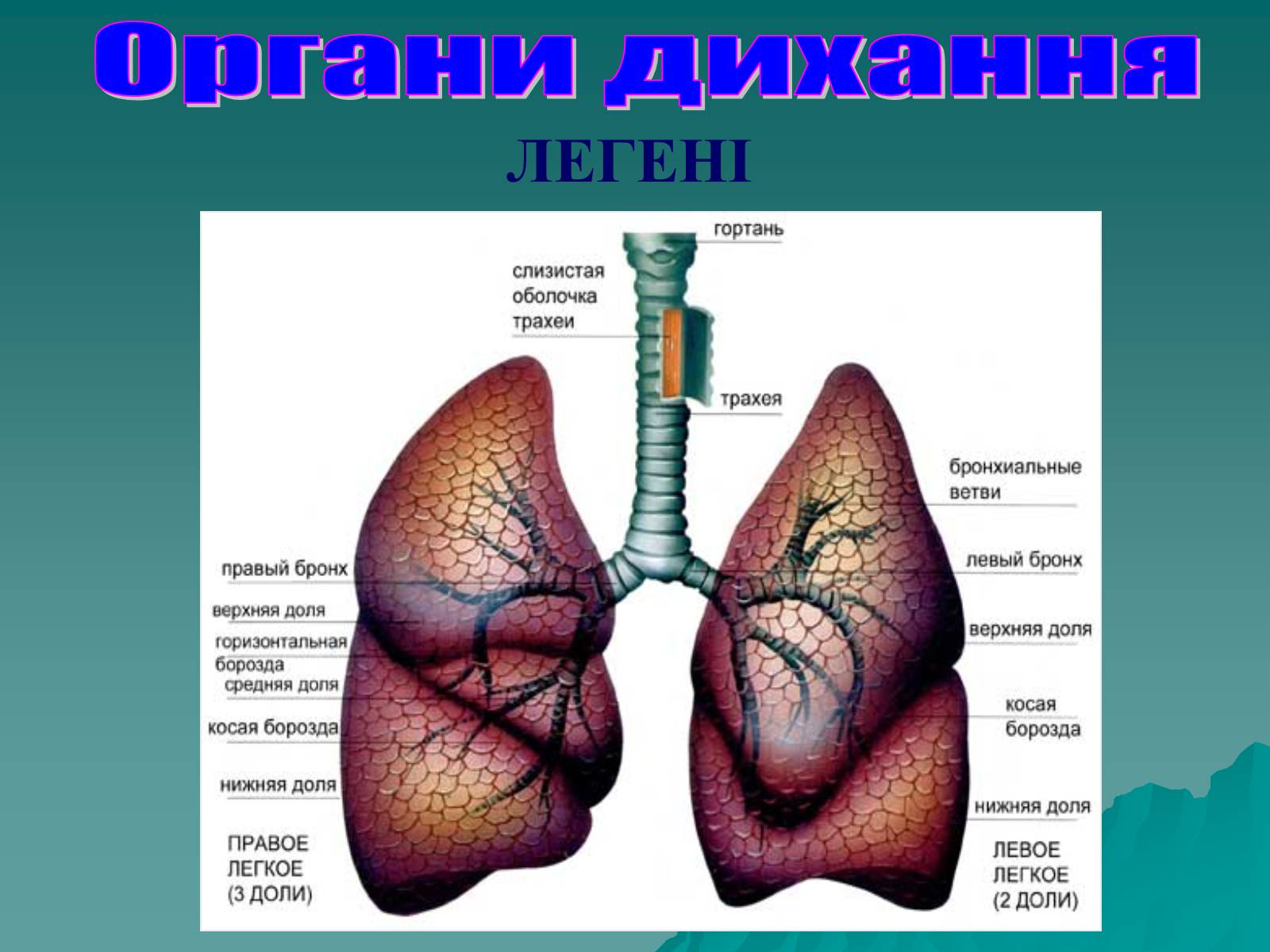 Презентація на тему «Дихання» (варіант 3) - Слайд #39 Презентація на тему «Дихання» (варіант 3) - Слайд #39