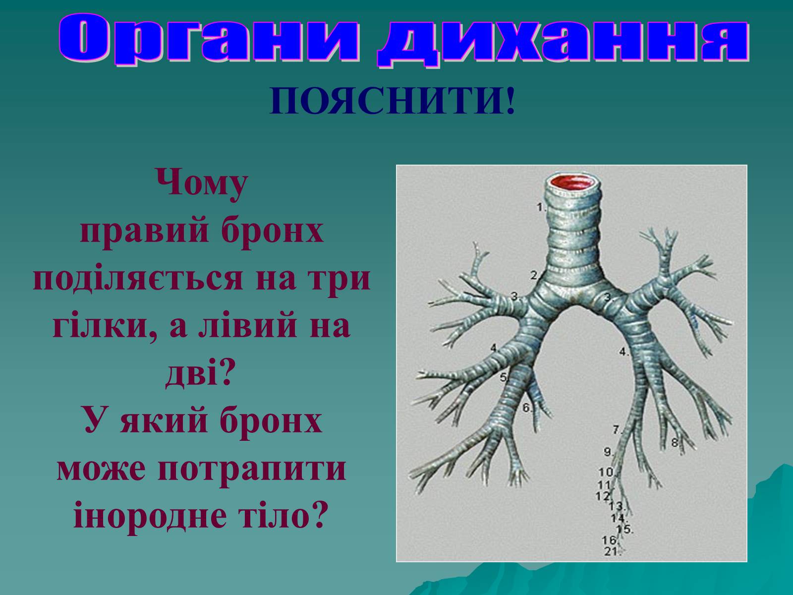 Презентація на тему «Дихання» (варіант 3) - Слайд #40 Презентація на тему «Дихання» (варіант 3) - Слайд #40
