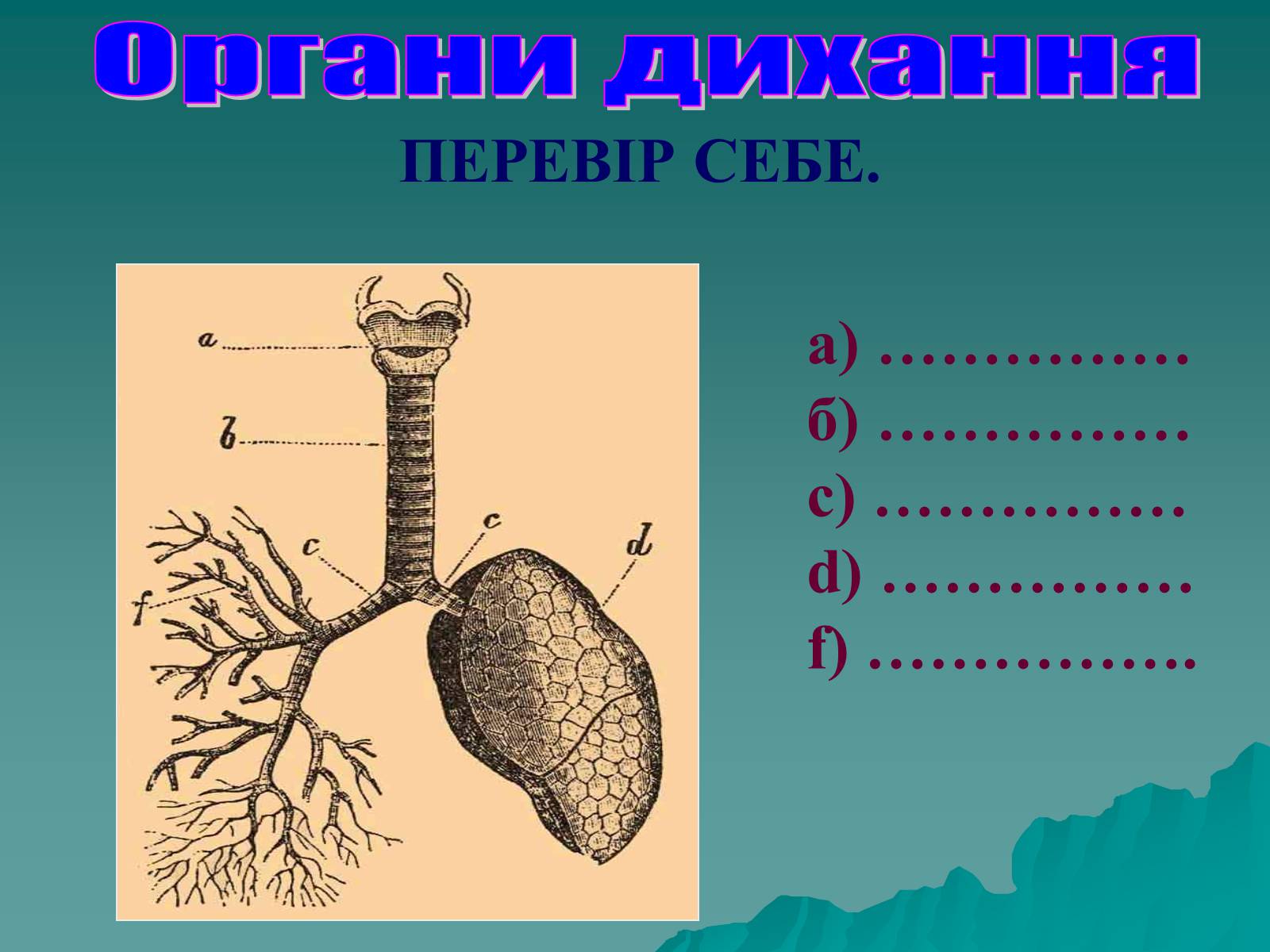 Презентація на тему «Дихання» (варіант 3) - Слайд #42 Презентація на тему «Дихання» (варіант 3) - Слайд #42