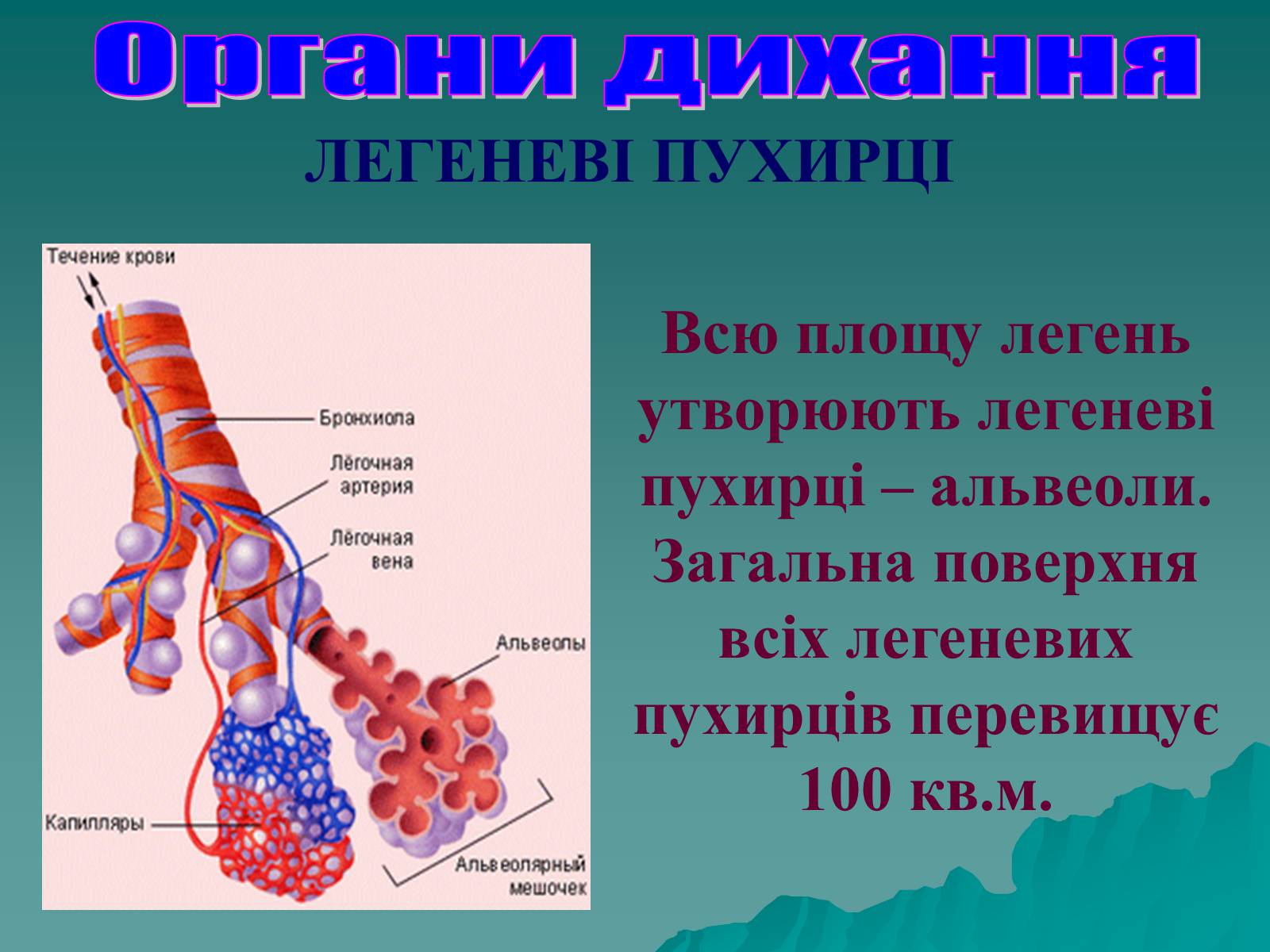 Презентація на тему «Дихання» (варіант 3) - Слайд #46 Презентація на тему «Дихання» (варіант 3) - Слайд #46