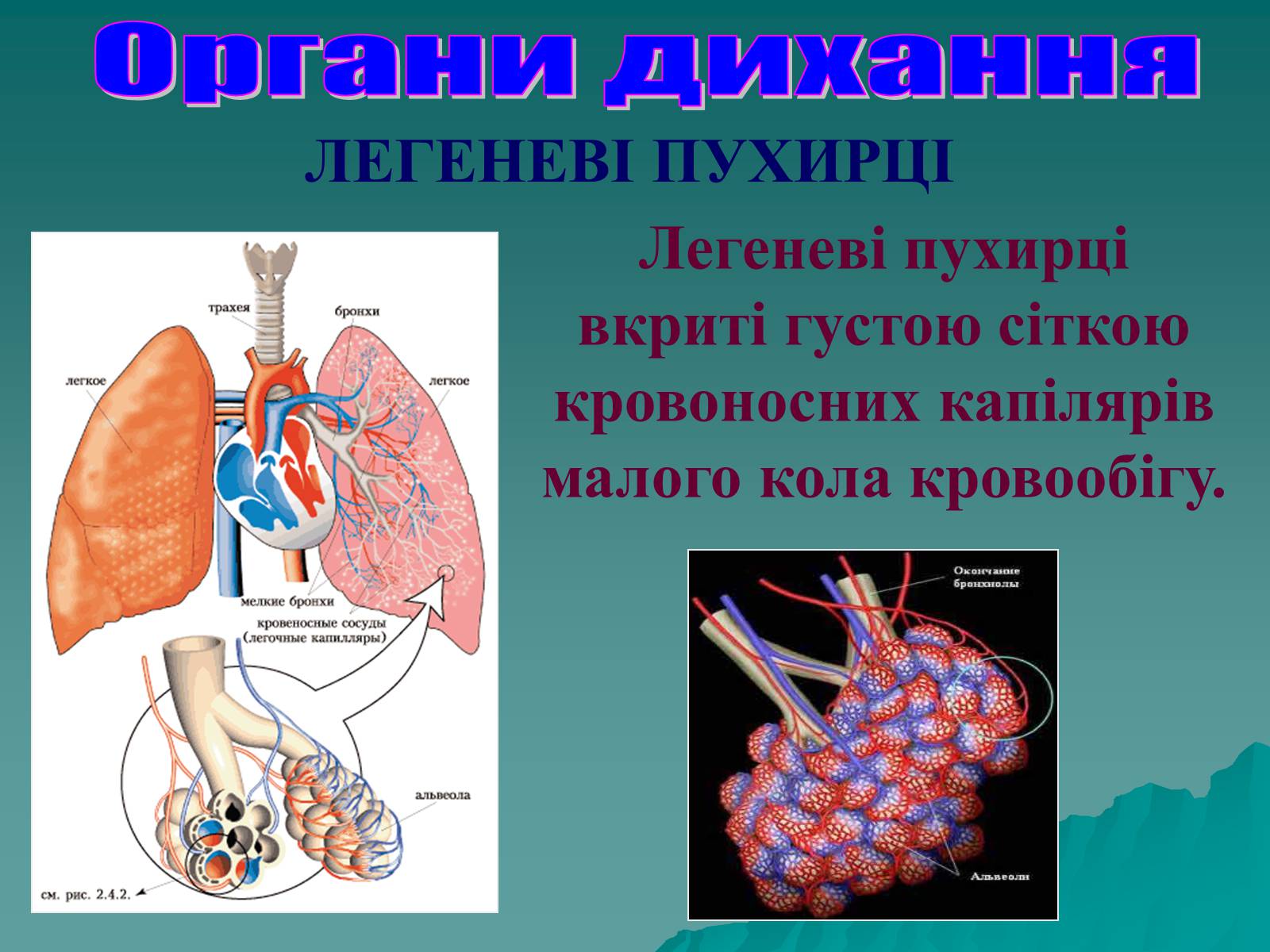Презентація на тему «Дихання» (варіант 3) - Слайд #48 Презентація на тему «Дихання» (варіант 3) - Слайд #48