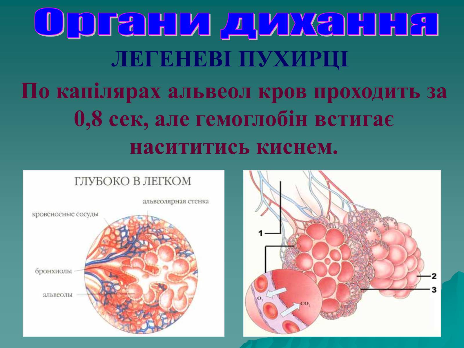 Презентація на тему «Дихання» (варіант 3) - Слайд #49 Презентація на тему «Дихання» (варіант 3) - Слайд #49