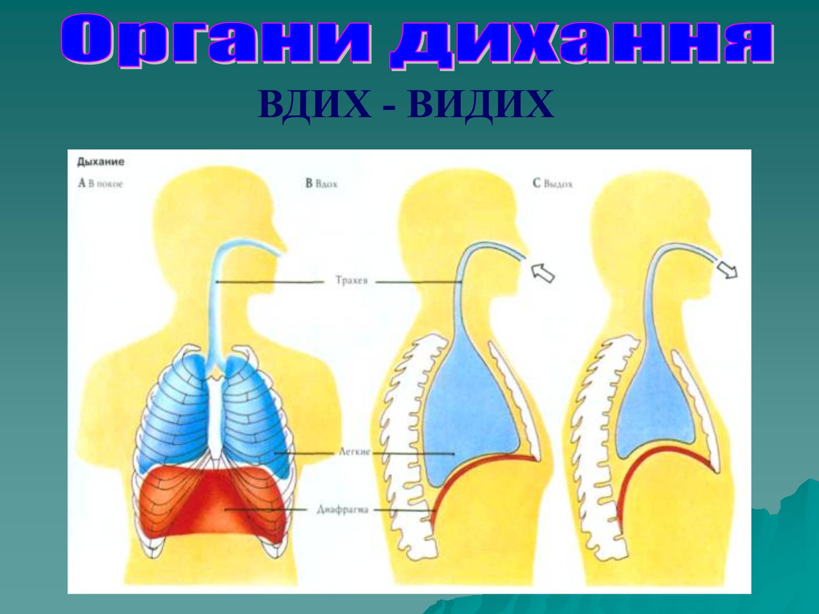 Презентація на тему «Дихання» (варіант 3) - Слайд #51 Презентація на тему «Дихання» (варіант 3) - Слайд #51