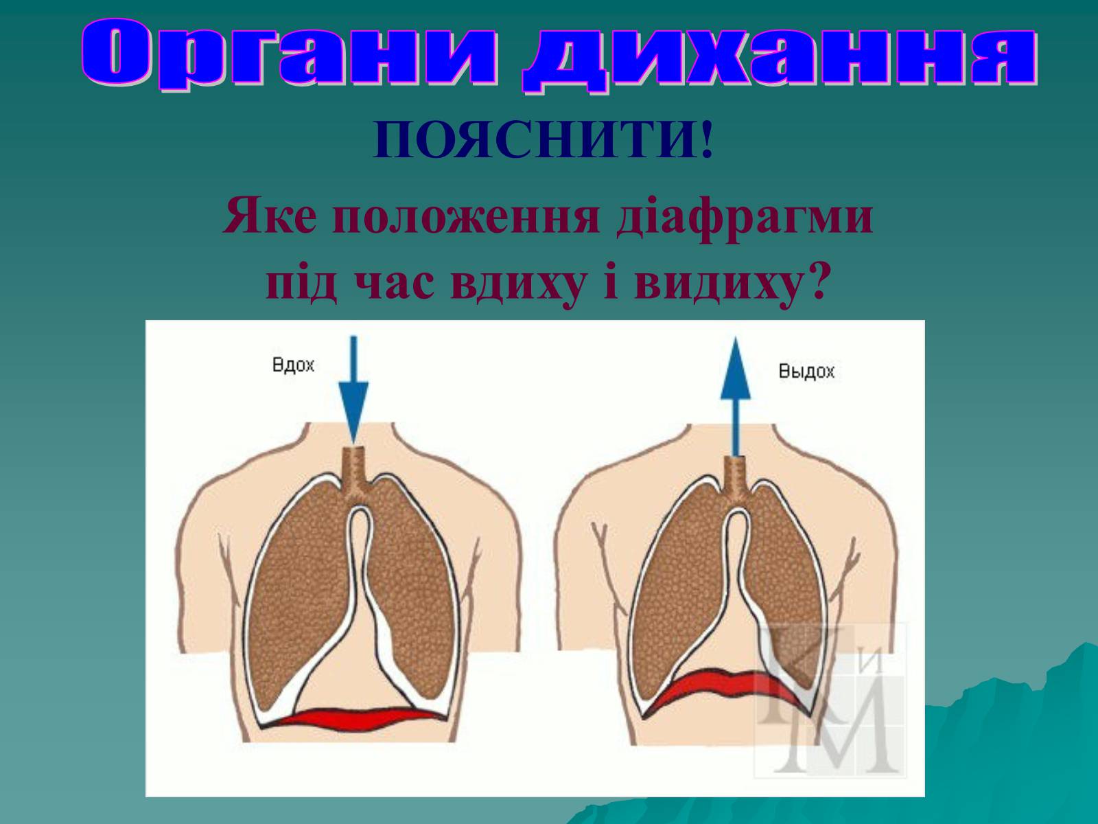 Презентація на тему «Дихання» (варіант 3) - Слайд #52 Презентація на тему «Дихання» (варіант 3) - Слайд #52