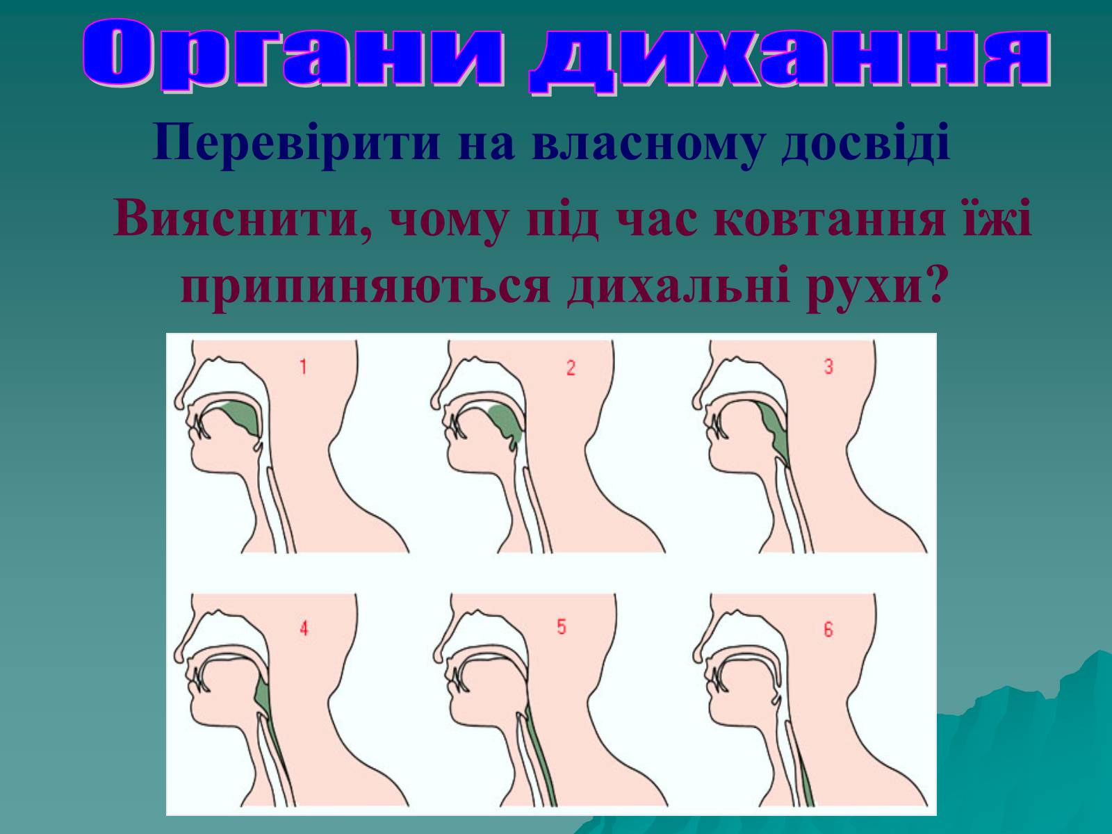 Презентація на тему «Дихання» (варіант 3) - Слайд #53 Презентація на тему «Дихання» (варіант 3) - Слайд #53