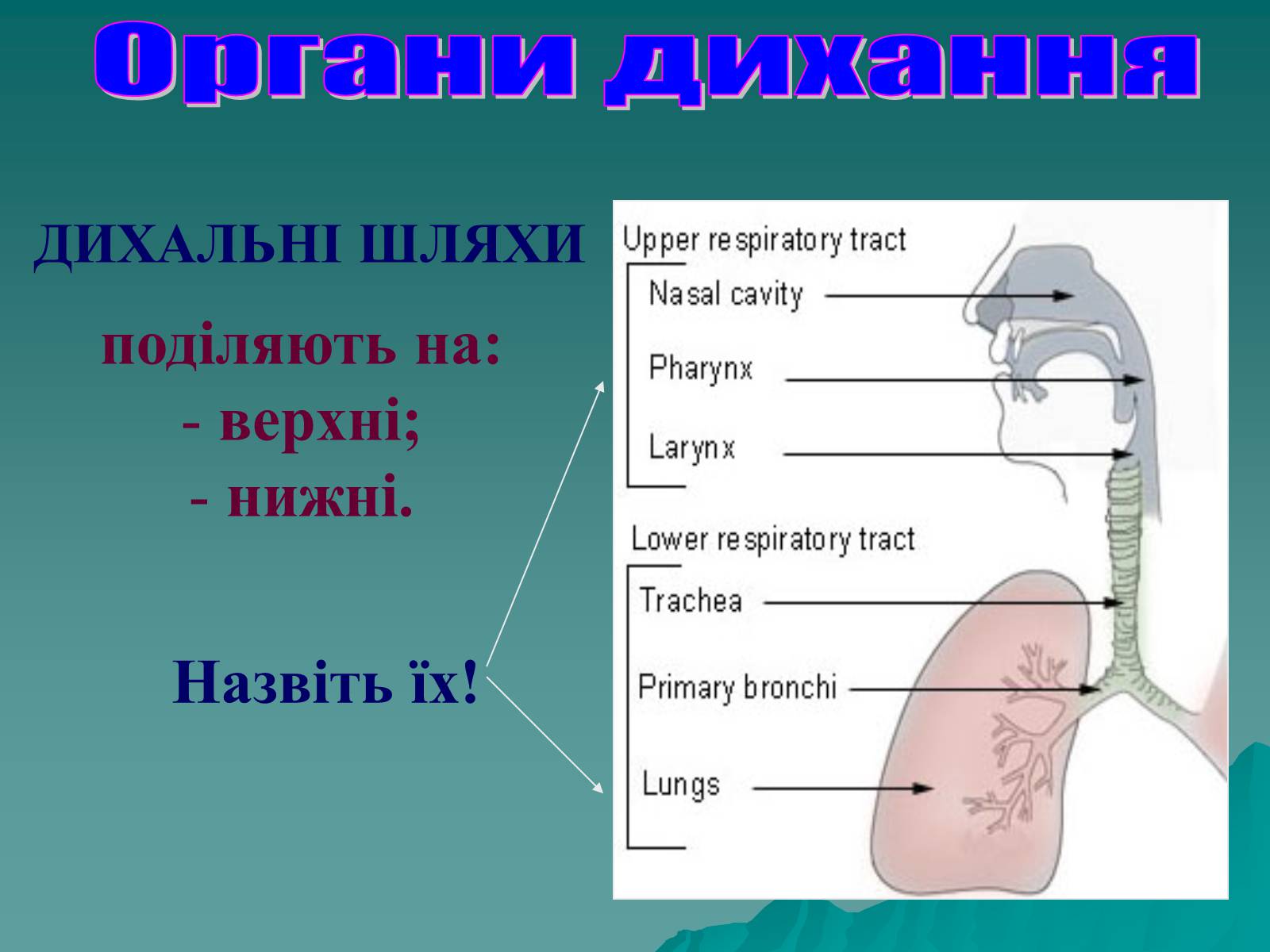 Презентація на тему «Дихання» (варіант 3) - Слайд #6 Презентація на тему «Дихання» (варіант 3) - Слайд #6