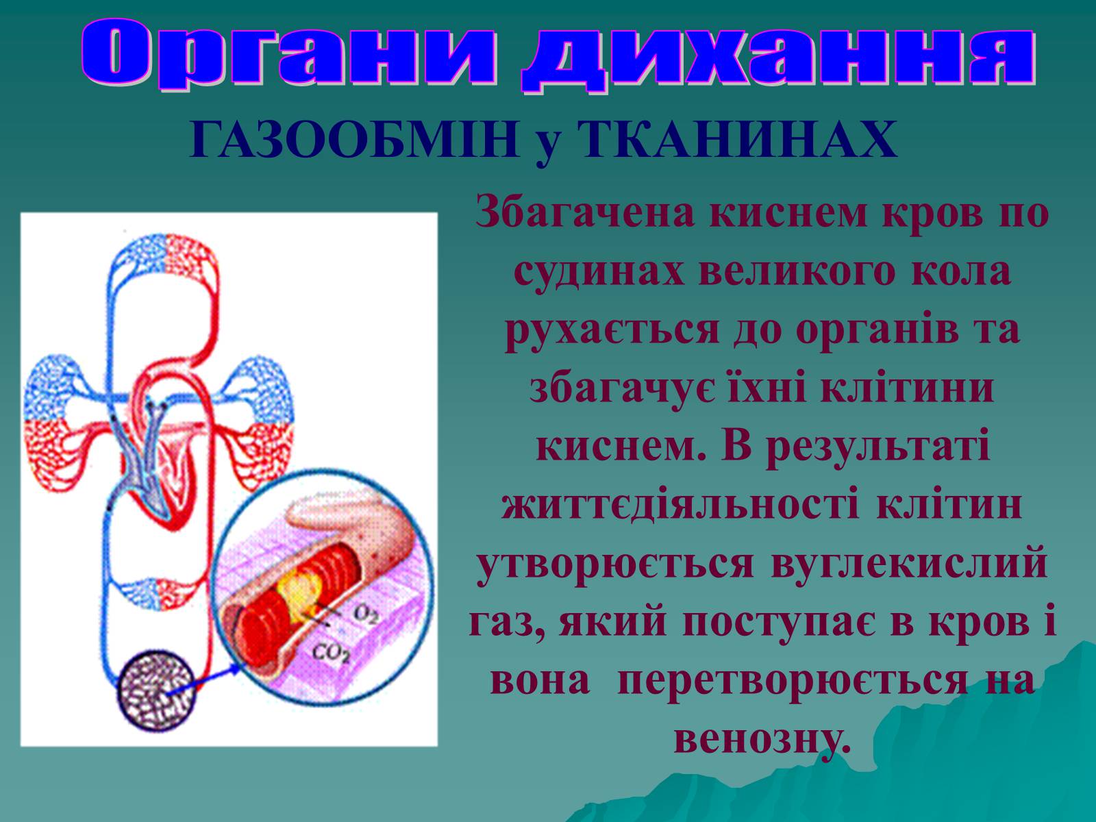 Презентація на тему «Дихання» (варіант 3) - Слайд #62 Презентація на тему «Дихання» (варіант 3) - Слайд #62