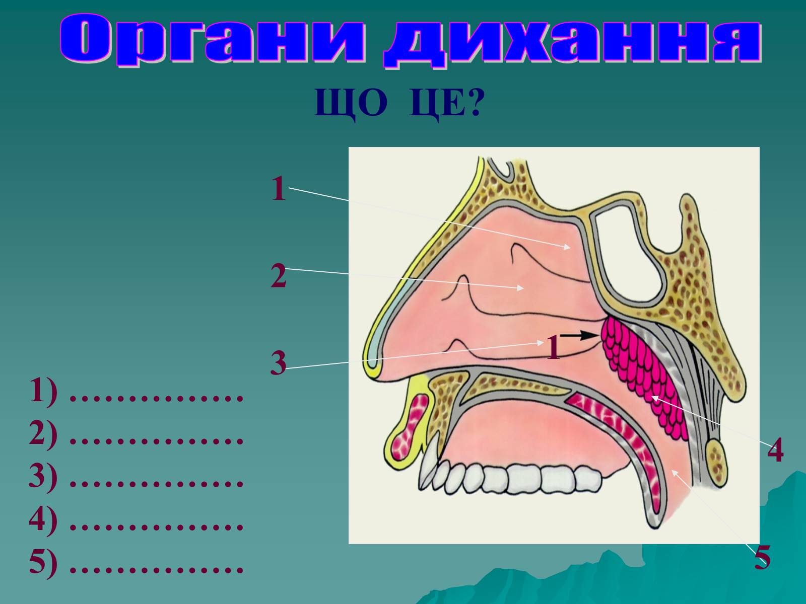 Презентація на тему «Дихання» (варіант 3) - Слайд #69 Презентація на тему «Дихання» (варіант 3) - Слайд #69