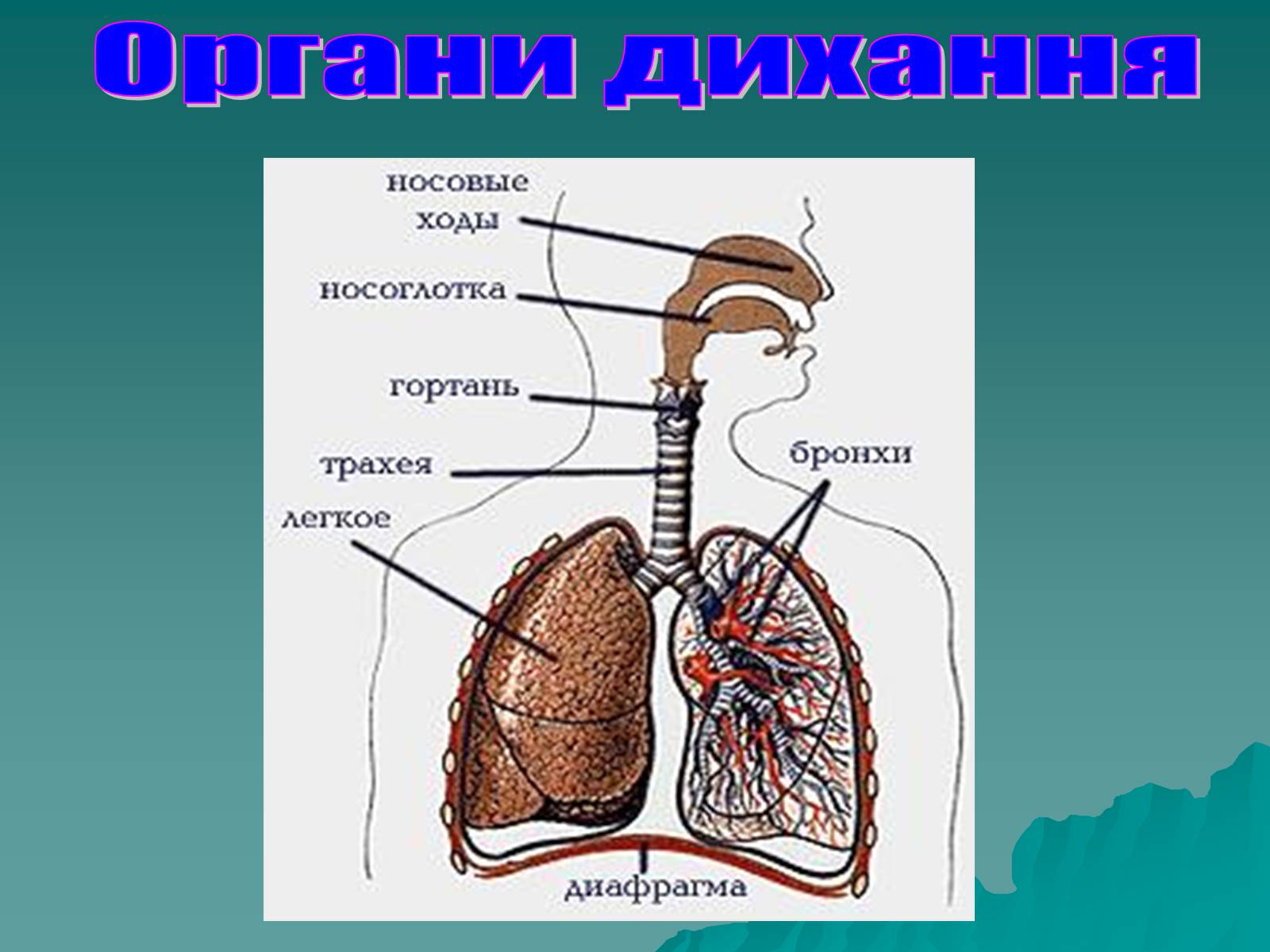 Презентація на тему «Дихання» (варіант 3) - Слайд #9 Презентація на тему «Дихання» (варіант 3) - Слайд #9
