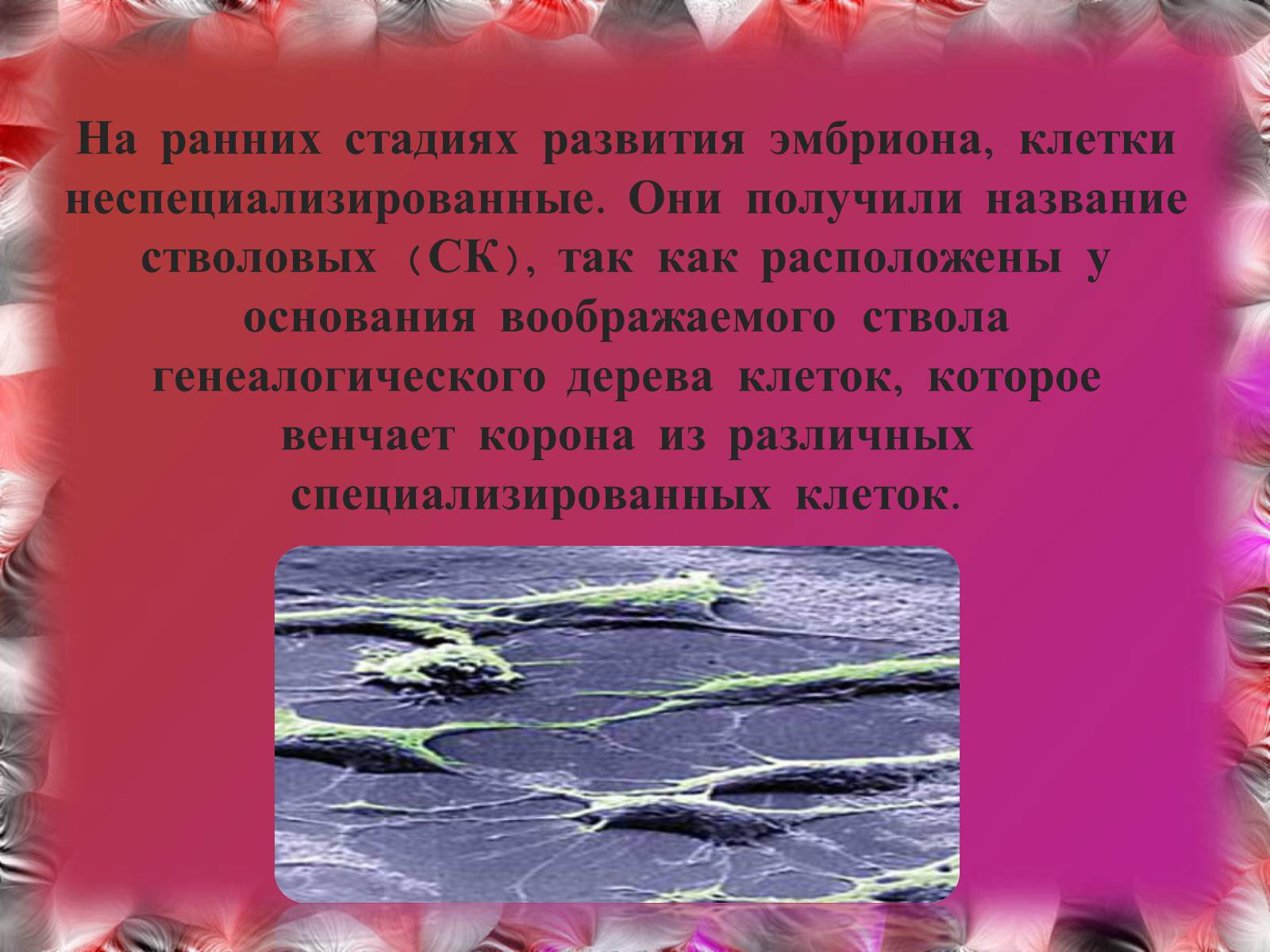 Презентація на тему «Эмбриотехнологии и клонирование» - Слайд #5 Презентація на тему «Эмбриотехнологии и клонирование» - Слайд #5