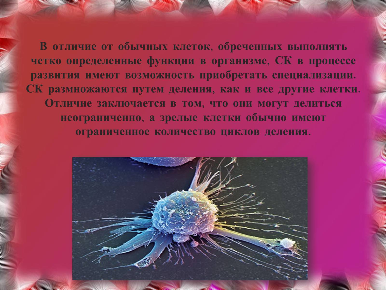 Презентація на тему «Эмбриотехнологии и клонирование» - Слайд #6 Презентація на тему «Эмбриотехнологии и клонирование» - Слайд #6