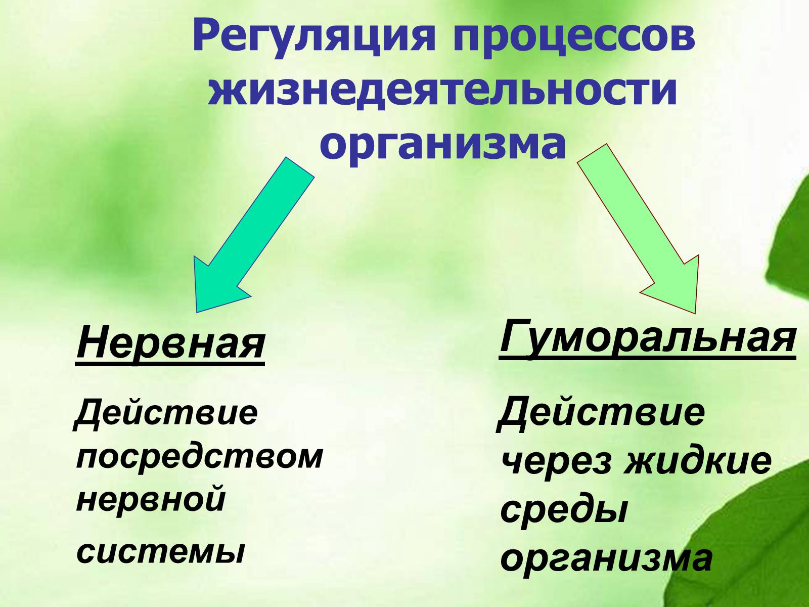 Презентація на тему «Регуляция процессов жизнедеятельности организма» - Слайд #1 Презентація на тему «Регуляция процессов жизнедеятельности организма» - Слайд #1