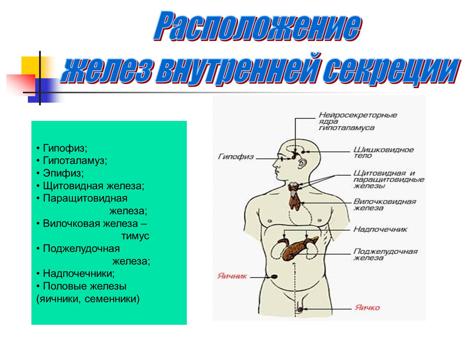 Презентація на тему «Регуляция процессов жизнедеятельности организма» - Слайд #11 Презентація на тему «Регуляция процессов жизнедеятельности организма» - Слайд #11
