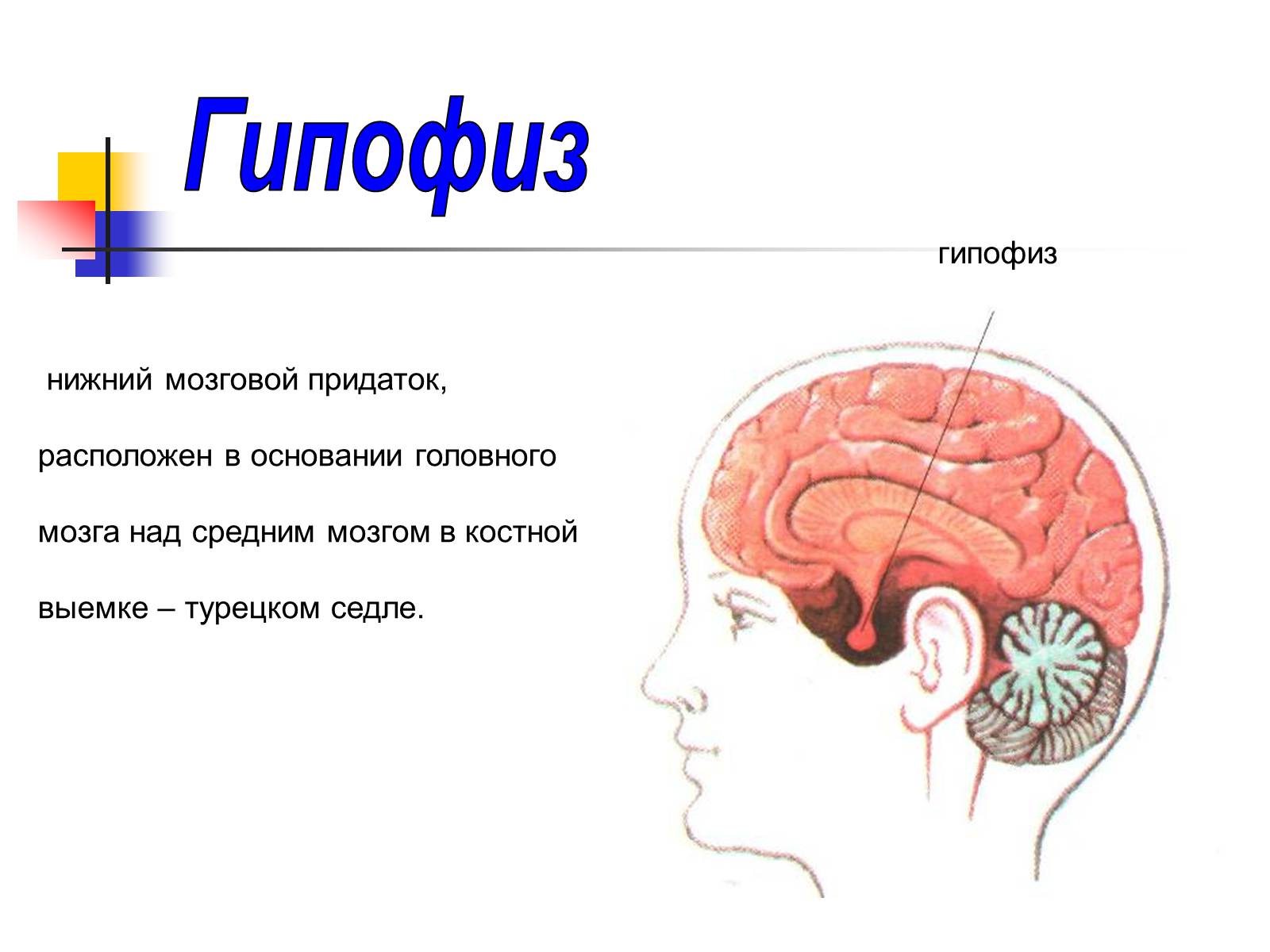 Презентація на тему «Регуляция процессов жизнедеятельности организма» - Слайд #12 Презентація на тему «Регуляция процессов жизнедеятельности организма» - Слайд #12