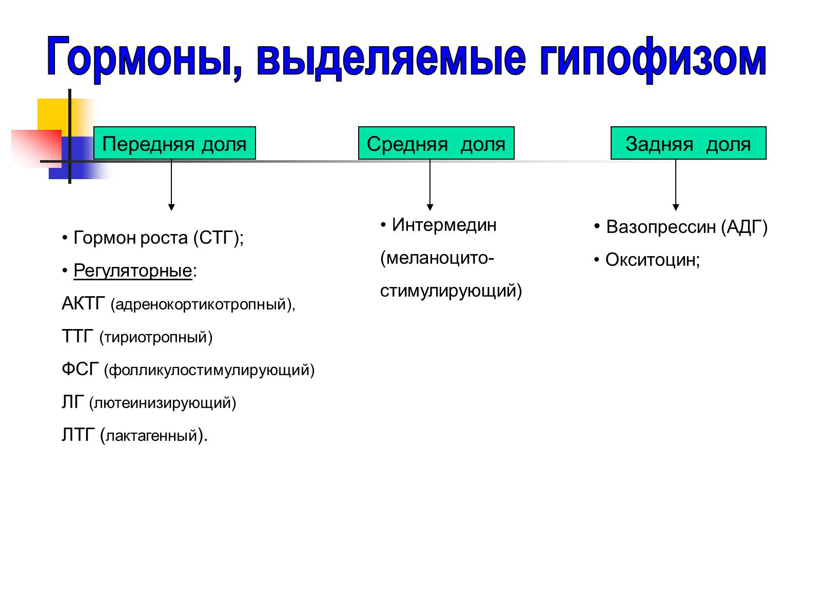 Презентація на тему «Регуляция процессов жизнедеятельности организма» - Слайд #13 Презентація на тему «Регуляция процессов жизнедеятельности организма» - Слайд #13