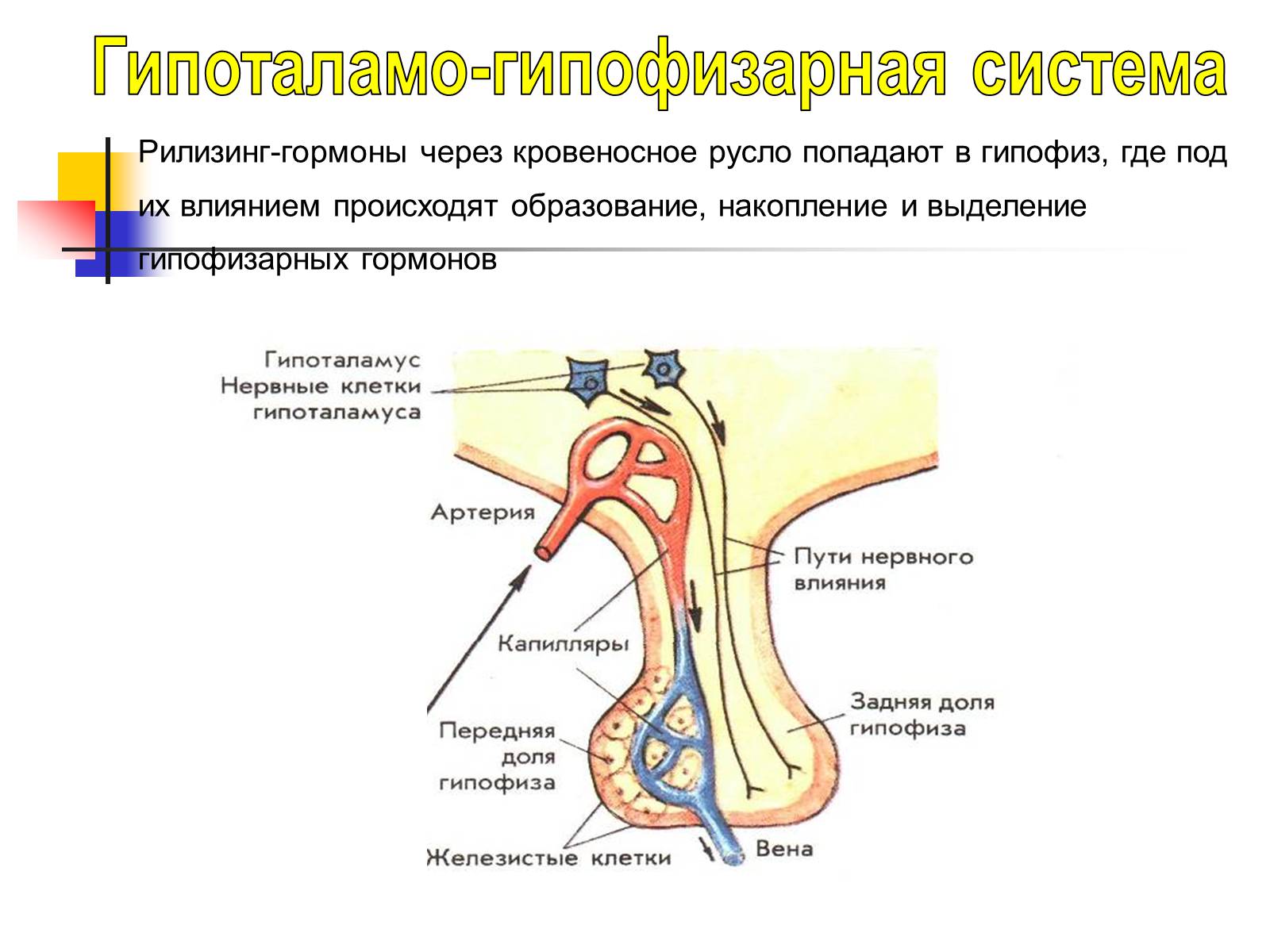 Презентація на тему «Регуляция процессов жизнедеятельности организма» - Слайд #23 Презентація на тему «Регуляция процессов жизнедеятельности организма» - Слайд #23