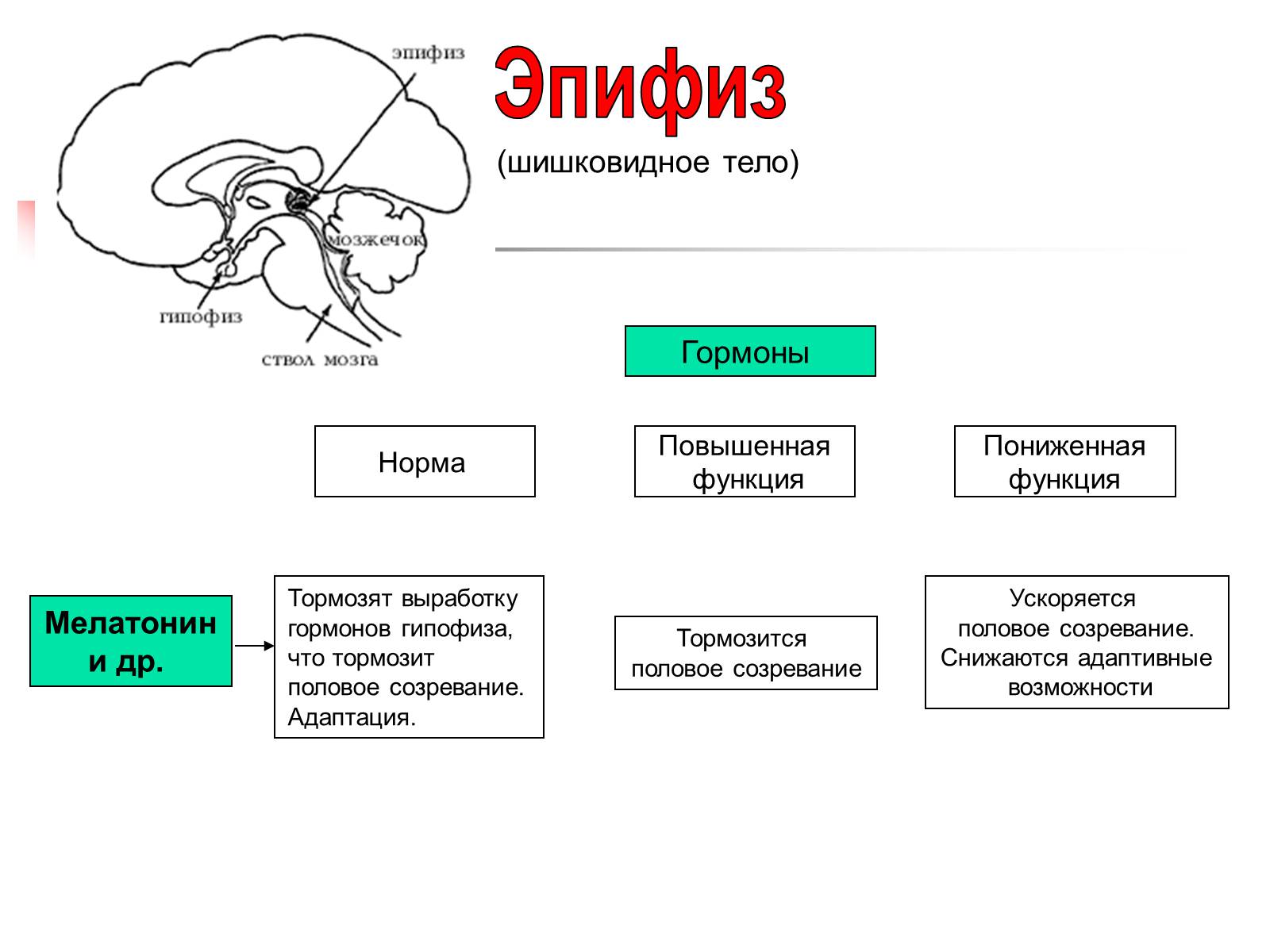 Презентація на тему «Регуляция процессов жизнедеятельности организма» - Слайд #25 Презентація на тему «Регуляция процессов жизнедеятельности организма» - Слайд #25