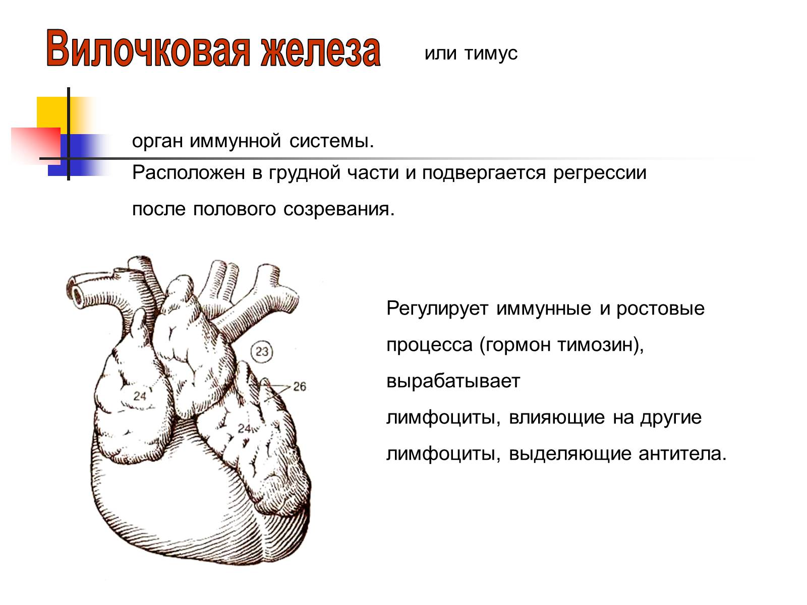 Презентація на тему «Регуляция процессов жизнедеятельности организма» - Слайд #36 Презентація на тему «Регуляция процессов жизнедеятельности организма» - Слайд #36