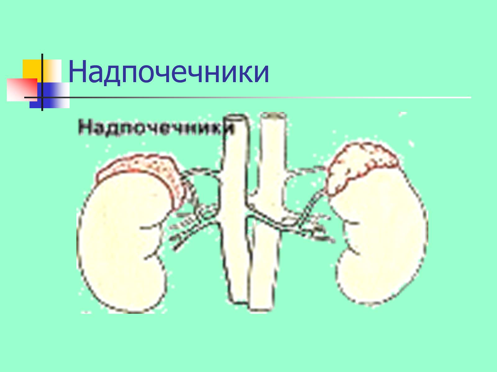 Презентація на тему «Регуляция процессов жизнедеятельности организма» - Слайд #37 Презентація на тему «Регуляция процессов жизнедеятельности организма» - Слайд #37