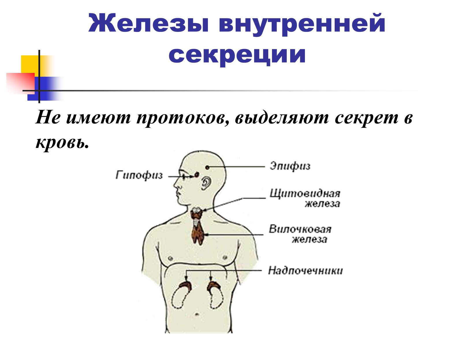 Презентація на тему «Регуляция процессов жизнедеятельности организма» - Слайд #4 Презентація на тему «Регуляция процессов жизнедеятельности организма» - Слайд #4