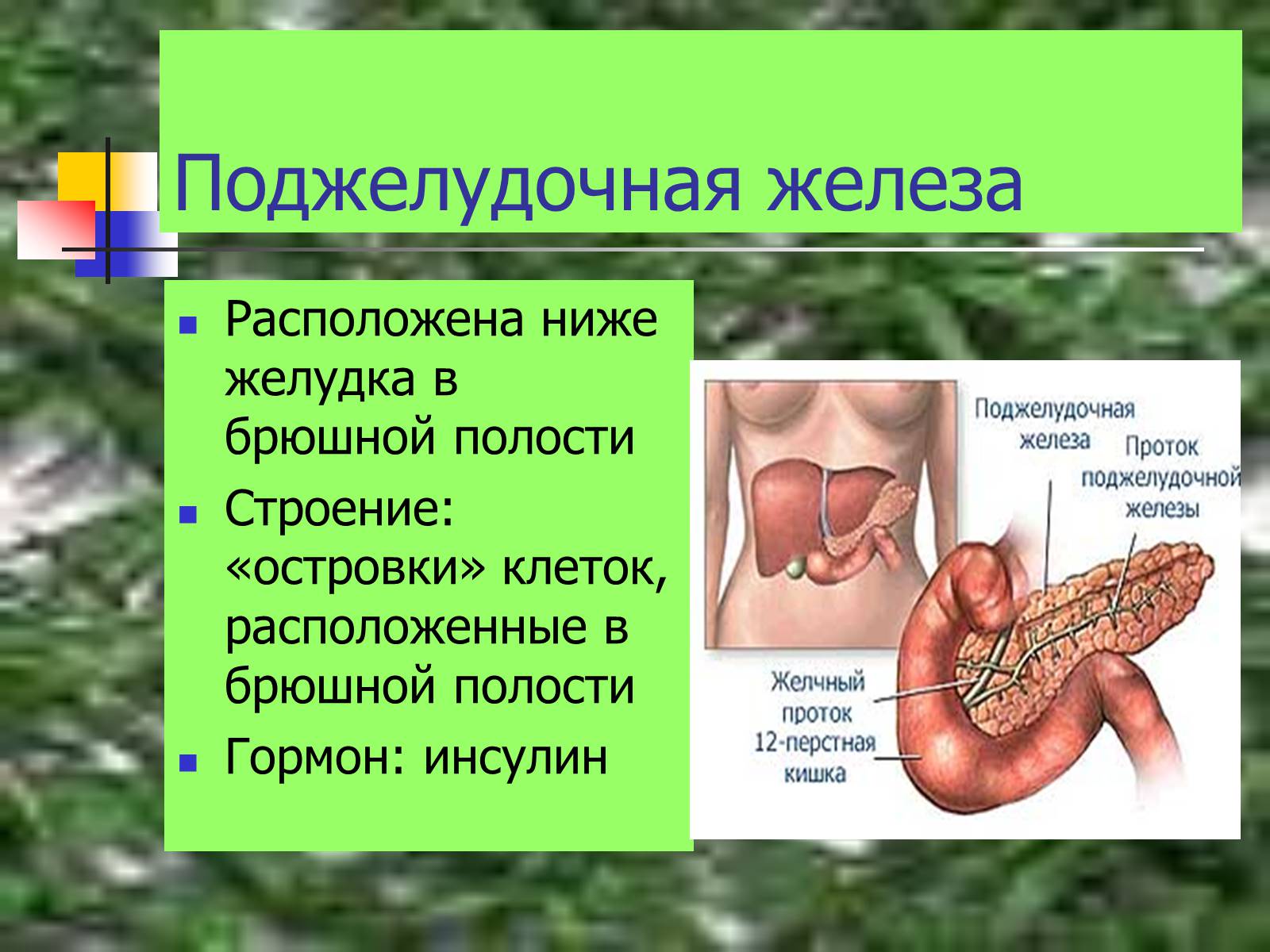 Презентація на тему «Регуляция процессов жизнедеятельности организма» - Слайд #40 Презентація на тему «Регуляция процессов жизнедеятельности организма» - Слайд #40