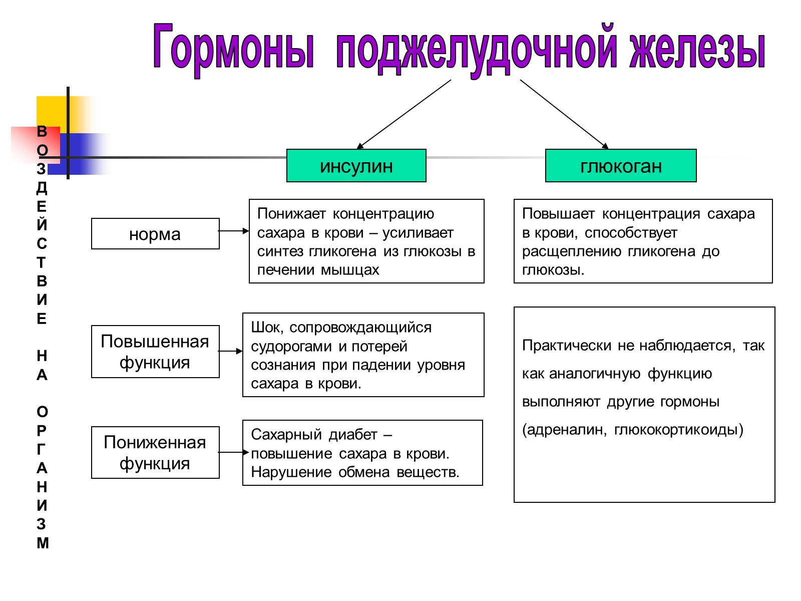 Презентація на тему «Регуляция процессов жизнедеятельности организма» - Слайд #41 Презентація на тему «Регуляция процессов жизнедеятельности организма» - Слайд #41