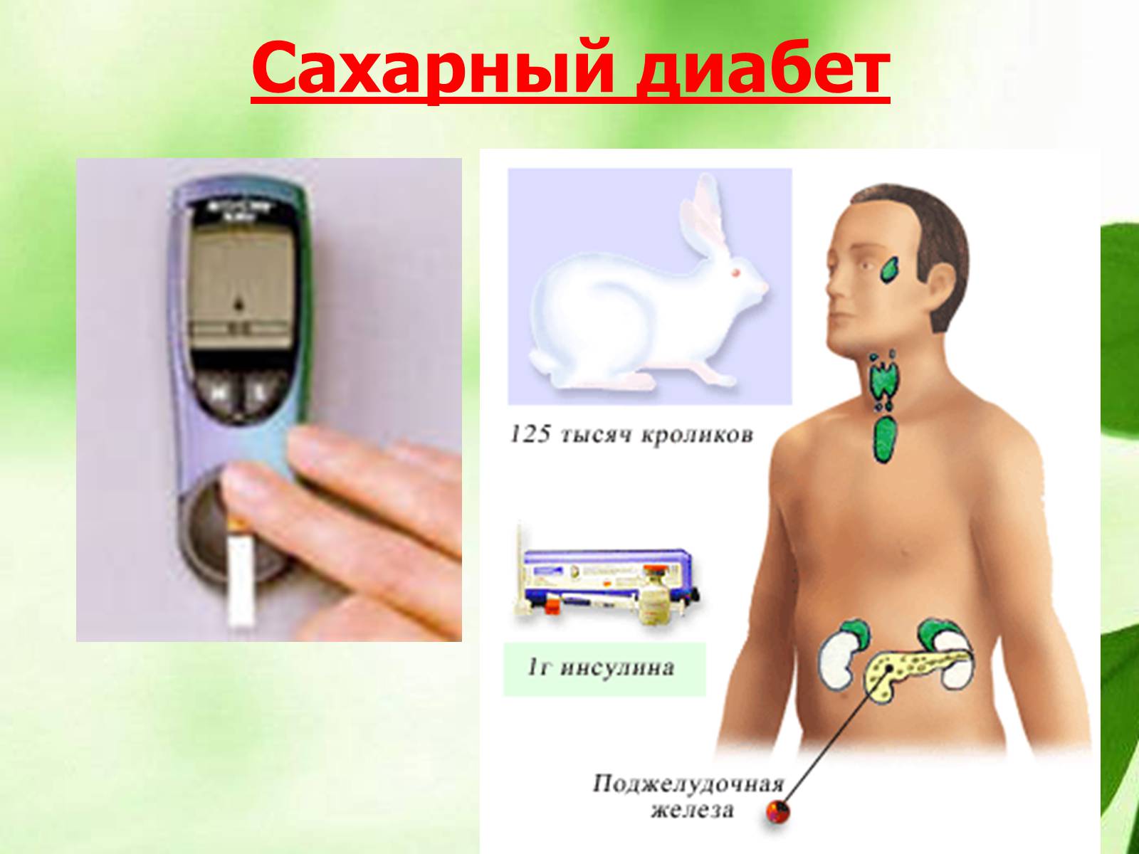 Презентація на тему «Регуляция процессов жизнедеятельности организма» - Слайд #42 Презентація на тему «Регуляция процессов жизнедеятельности организма» - Слайд #42