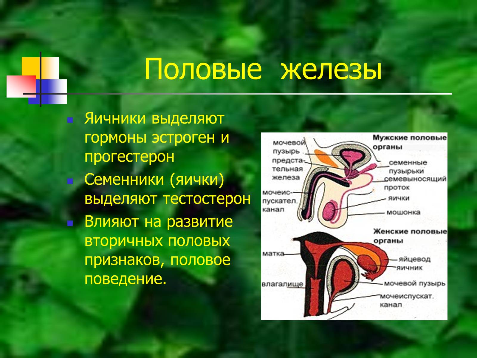 Презентація на тему «Регуляция процессов жизнедеятельности организма» - Слайд #43 Презентація на тему «Регуляция процессов жизнедеятельности организма» - Слайд #43