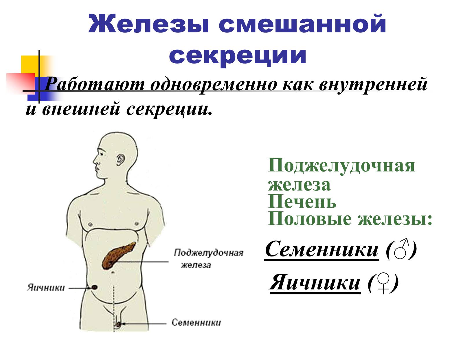 Презентація на тему «Регуляция процессов жизнедеятельности организма» - Слайд #5 Презентація на тему «Регуляция процессов жизнедеятельности организма» - Слайд #5
