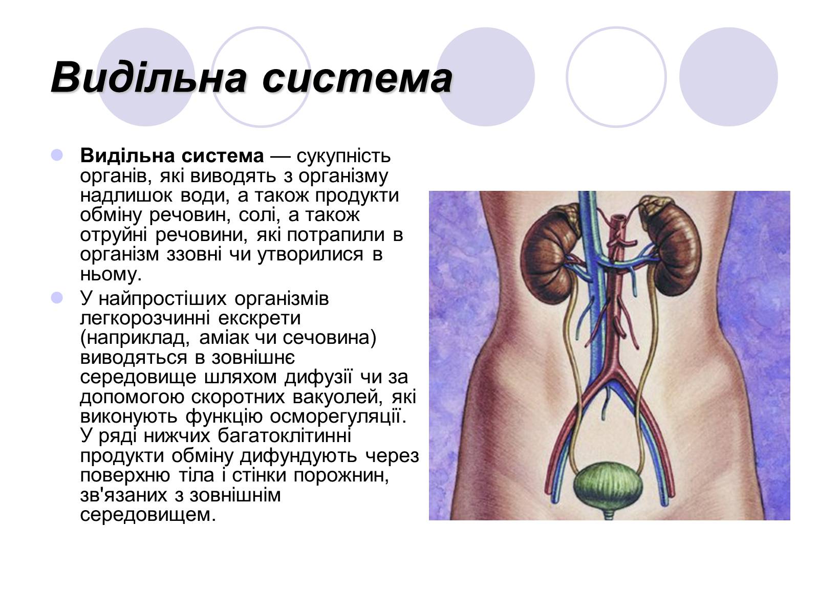Презентація на тему «Фізіологічні та функціональні системи людини» - Слайд #11 Презентація на тему «Фізіологічні та функціональні системи людини» - Слайд #11