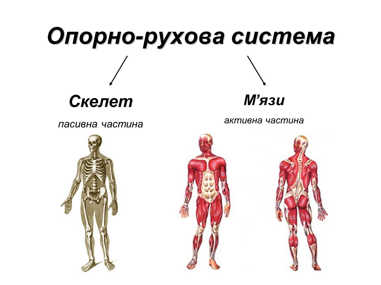 Презентація на тему «Фізіологічні та функціональні системи людини» - Слайд #2 Презентація на тему «Фізіологічні та функціональні системи людини» - Слайд #2