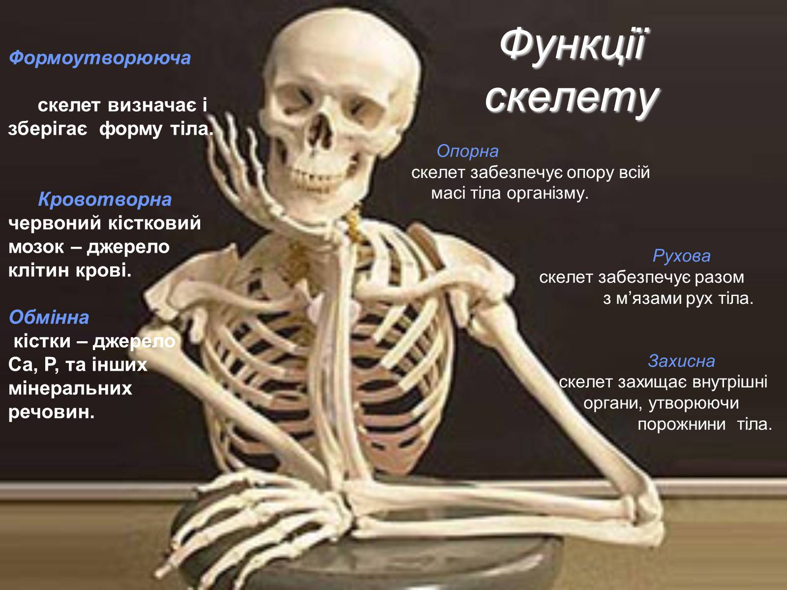 Презентація на тему «Фізіологічні та функціональні системи людини» - Слайд #3 Презентація на тему «Фізіологічні та функціональні системи людини» - Слайд #3