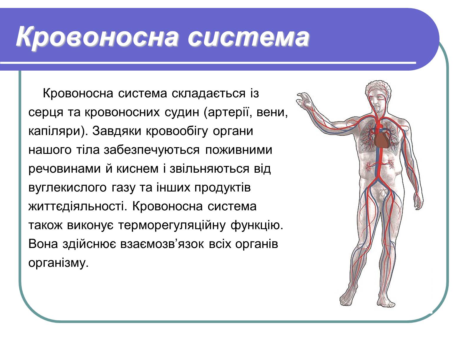 Презентація на тему «Фізіологічні та функціональні системи людини» - Слайд #5 Презентація на тему «Фізіологічні та функціональні системи людини» - Слайд #5