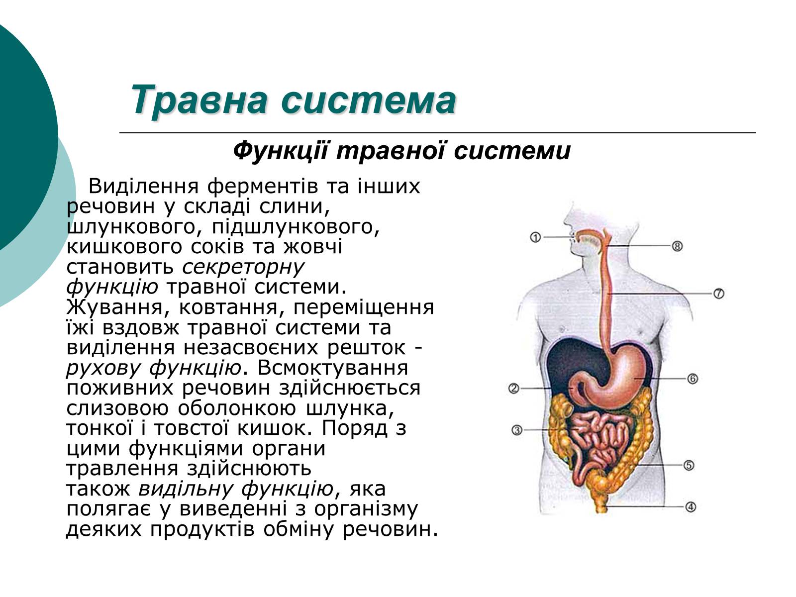 Презентація на тему «Фізіологічні та функціональні системи людини» - Слайд #8 Презентація на тему «Фізіологічні та функціональні системи людини» - Слайд #8