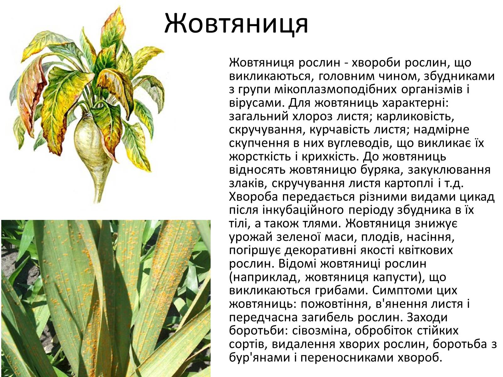Презентація на тему «Вірусні захворювання» (варіант 1) - Слайд #11 Презентація на тему «Вірусні захворювання» (варіант 1) - Слайд #11